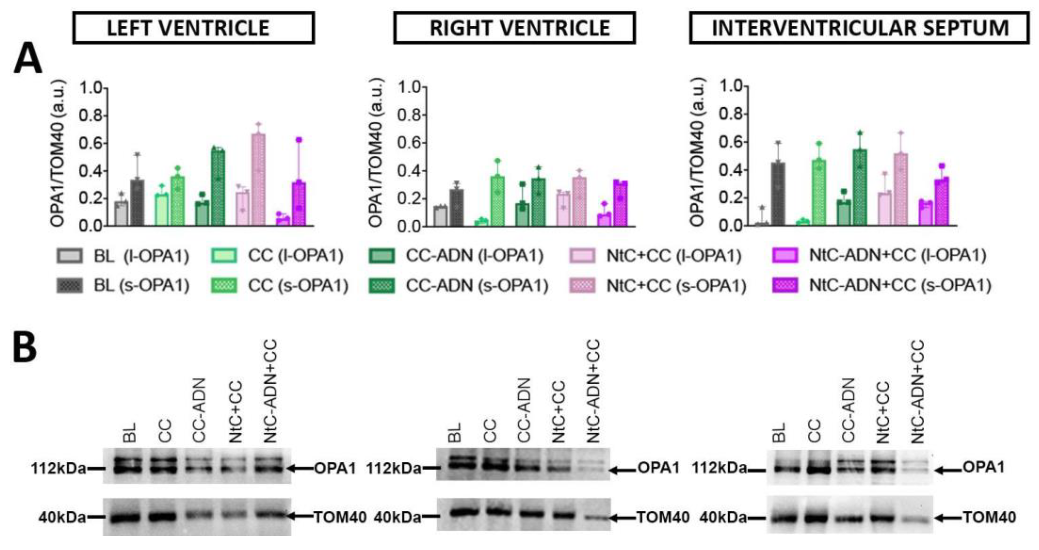 Antioxidants 11 00476 g004 Antioxidants 11 00476 g004