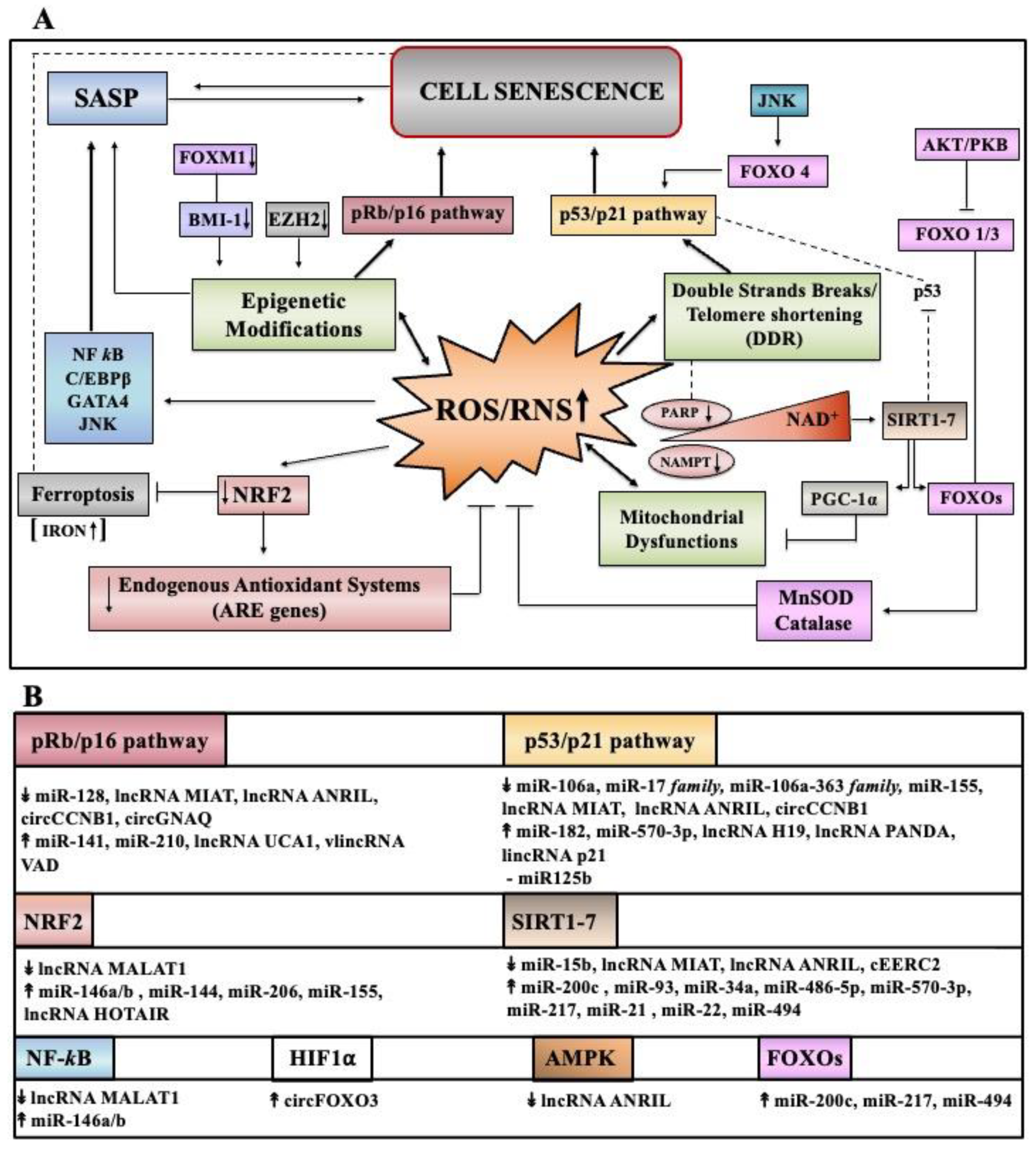 Antioxidants 11 00480 g003