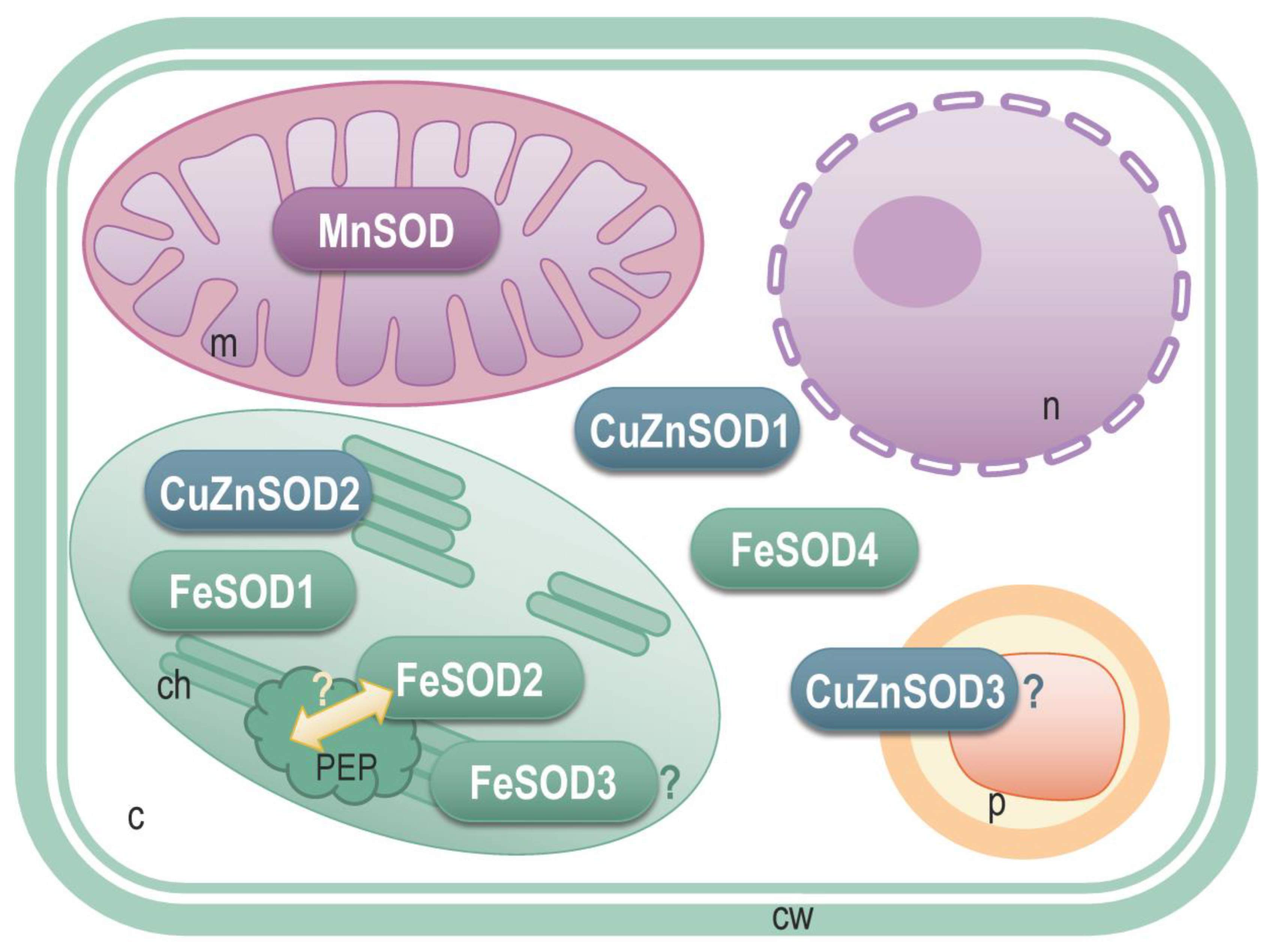 Antioxidants 11 00488 g008 550