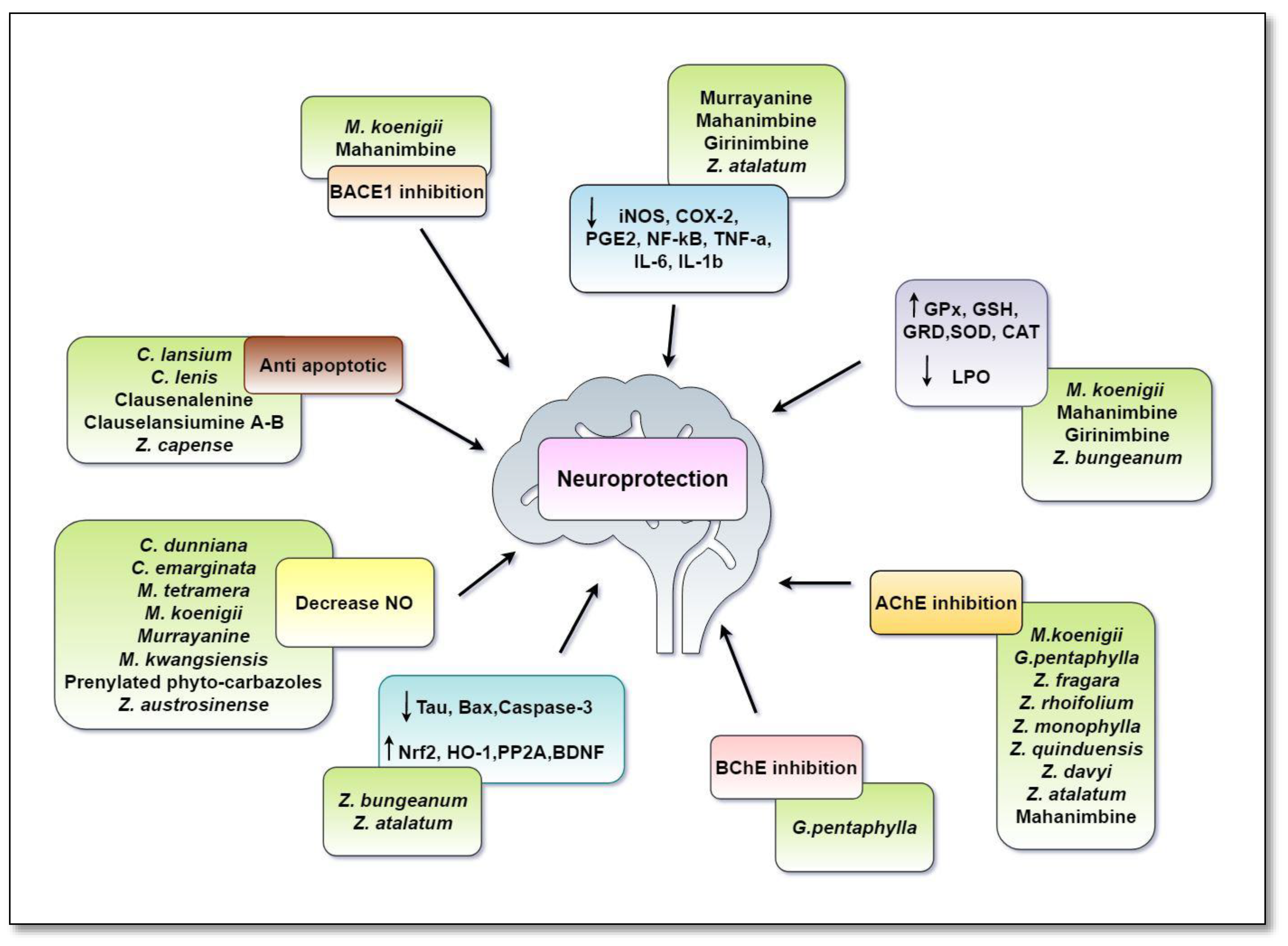 Antioxidants 11 00493 g007
