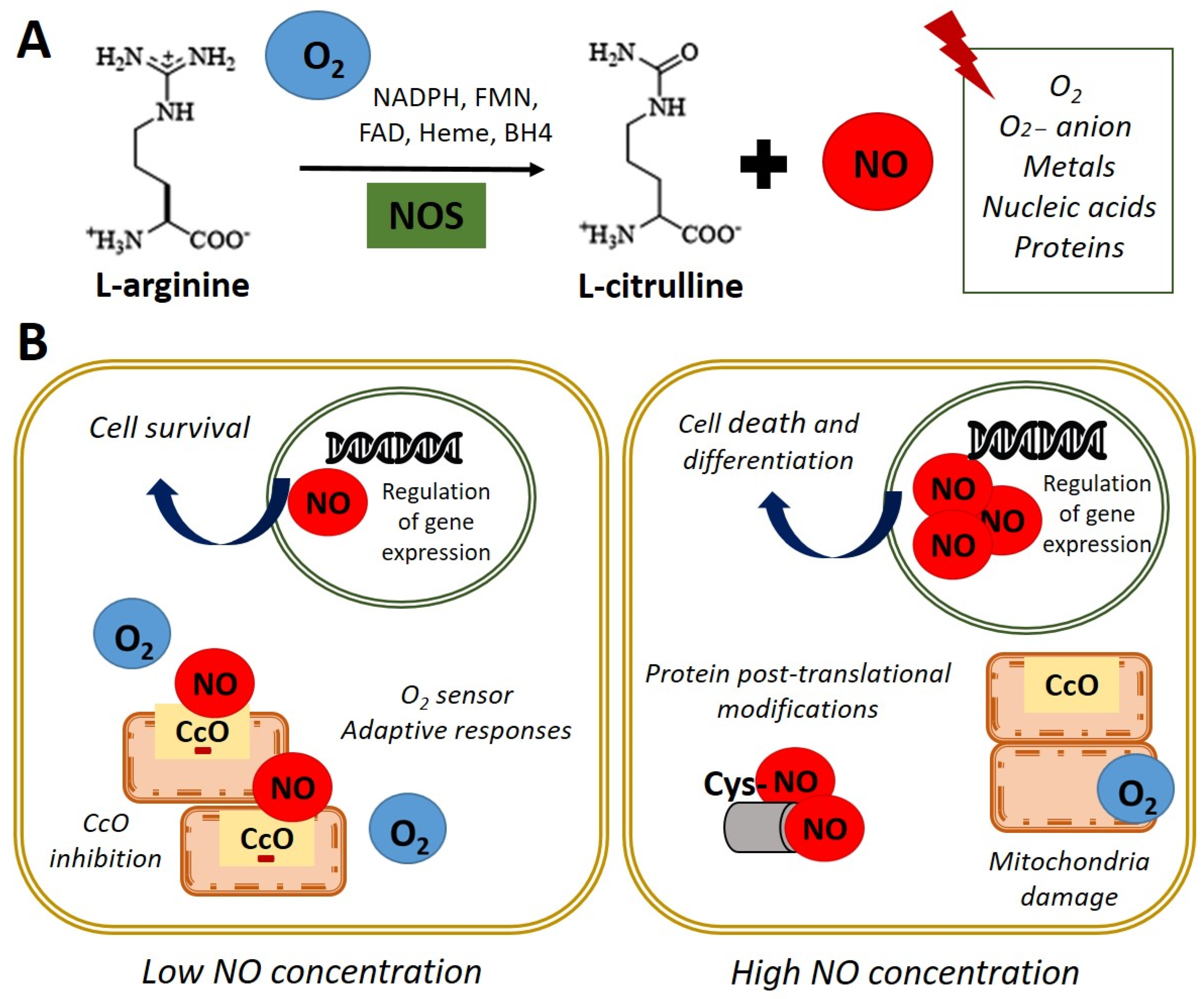 Figure 6 from Nitric oxide and peroxynitrite in health and disease.