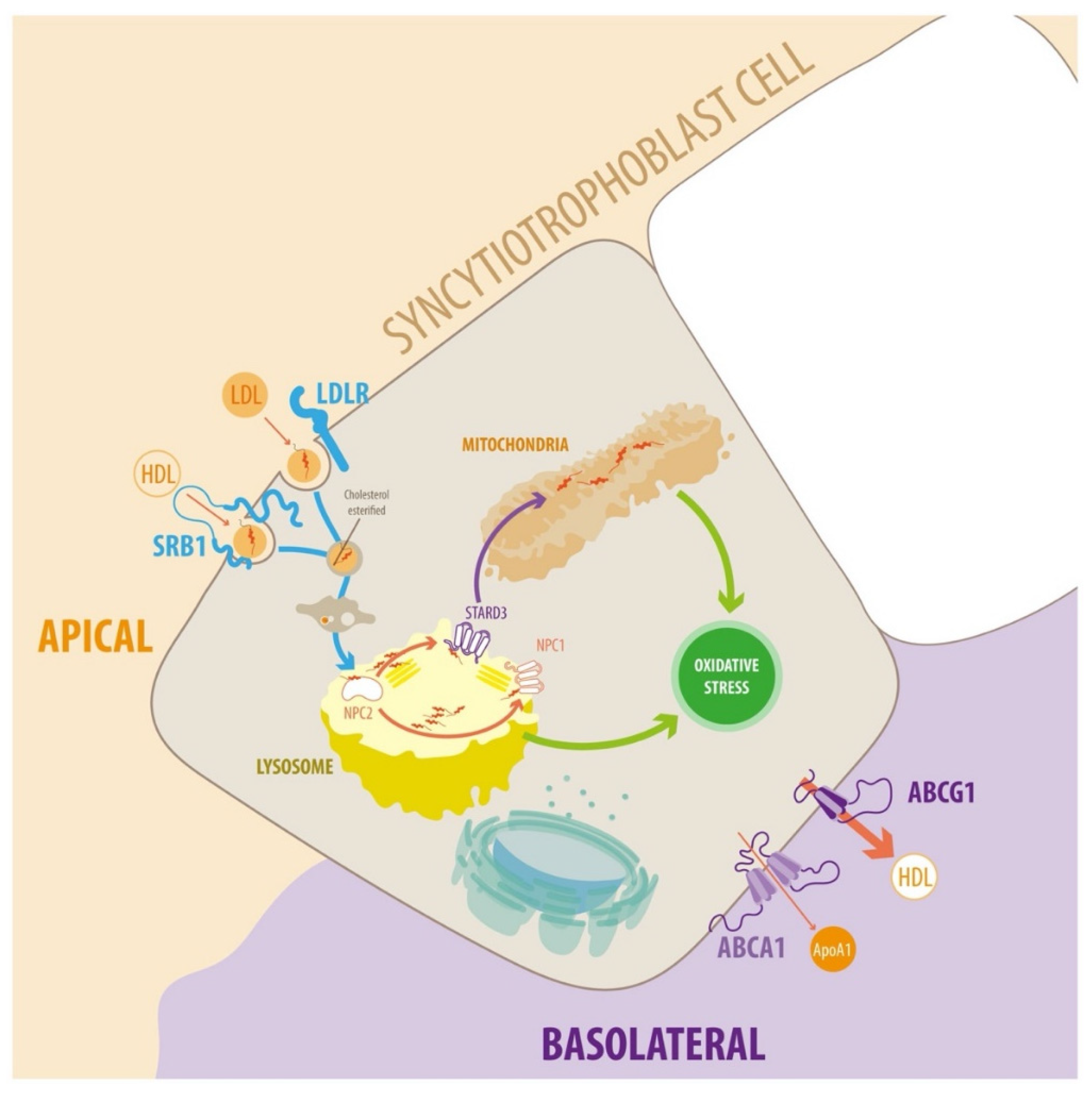 Antioxidants 11 00500 g002