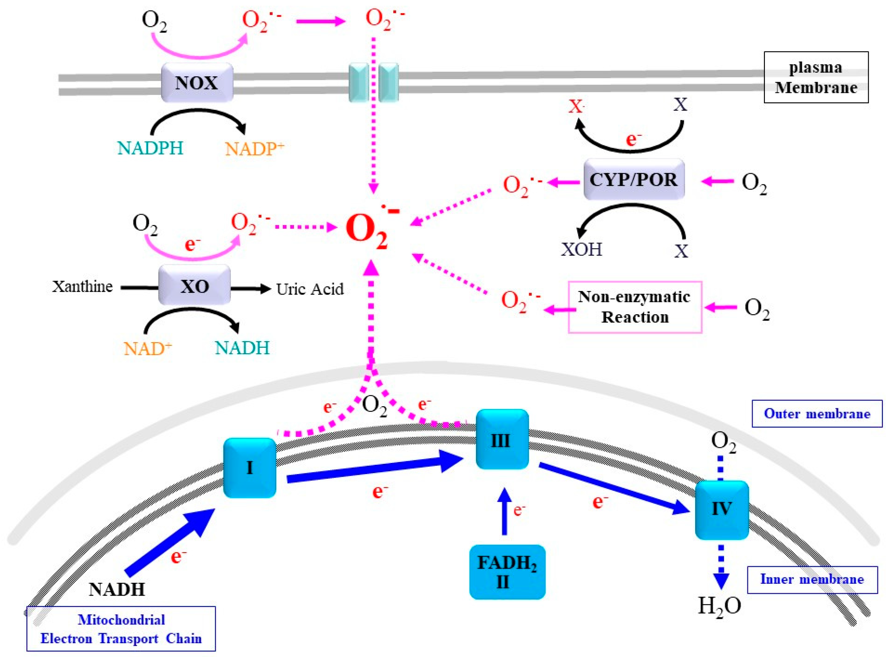 Peroxynitrite (ONOO − ) generation from the HA-TPP@NORM