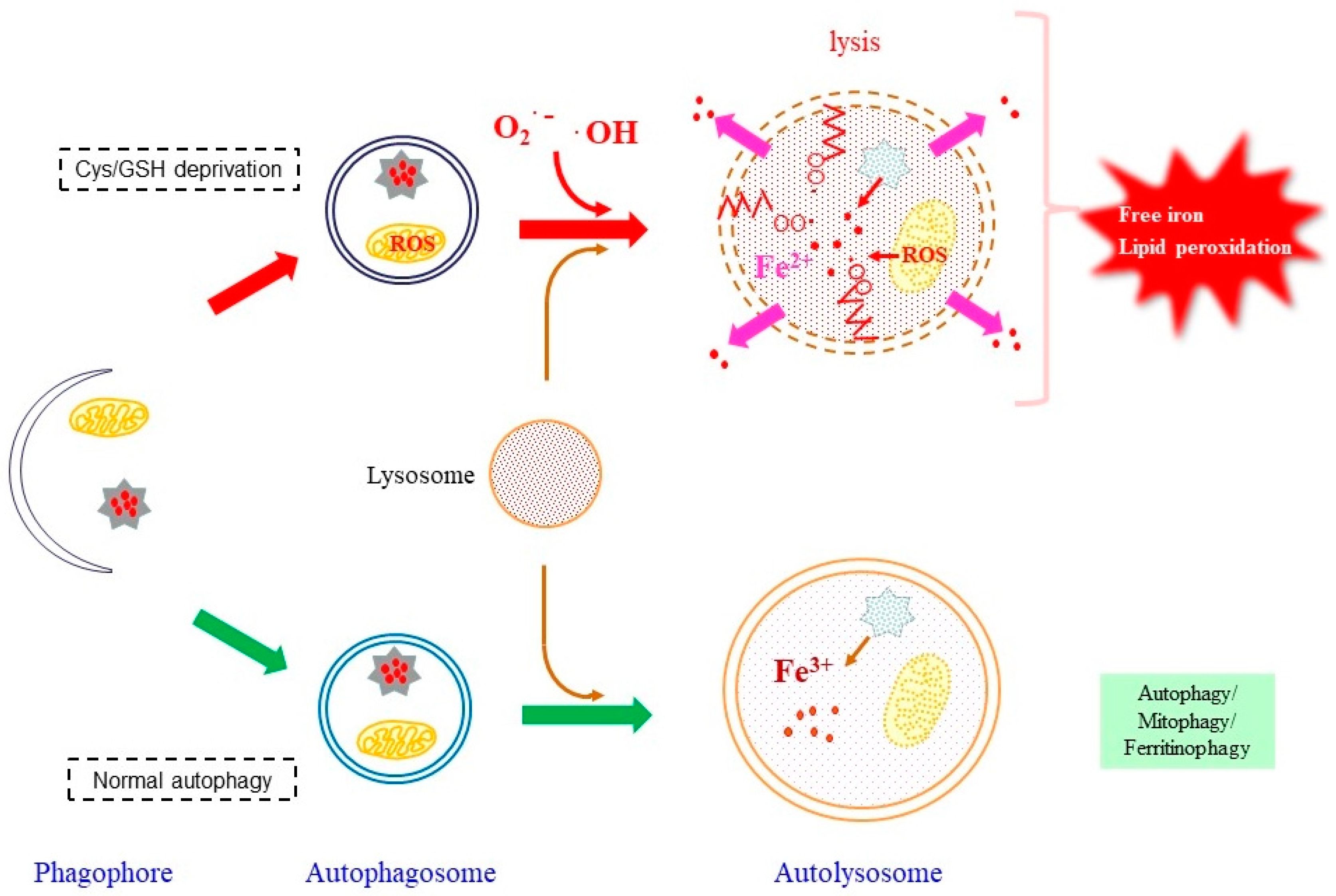Antioxidants 11 00501 g002 Antioxidants 11 00501 g002