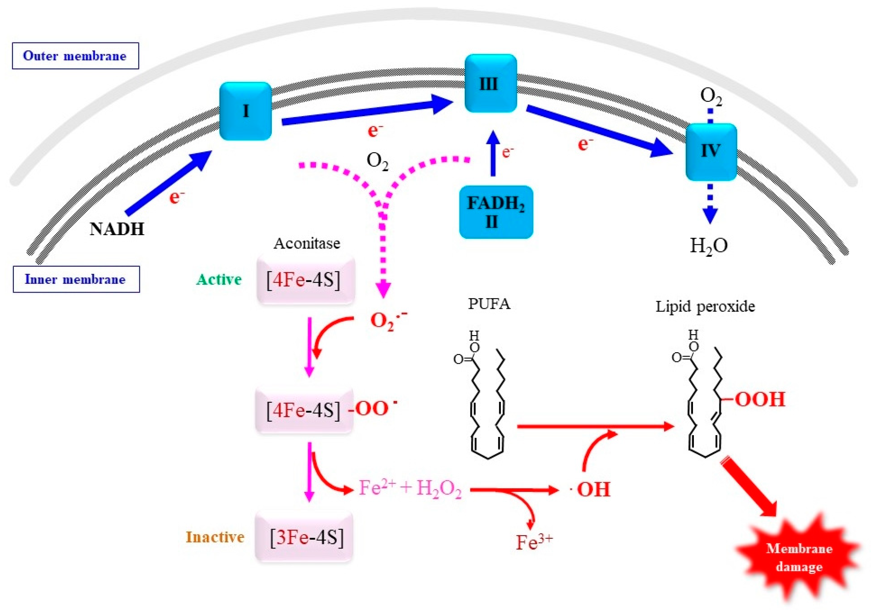Antioxidants Free FullText Superoxide Radicals in the Execution of