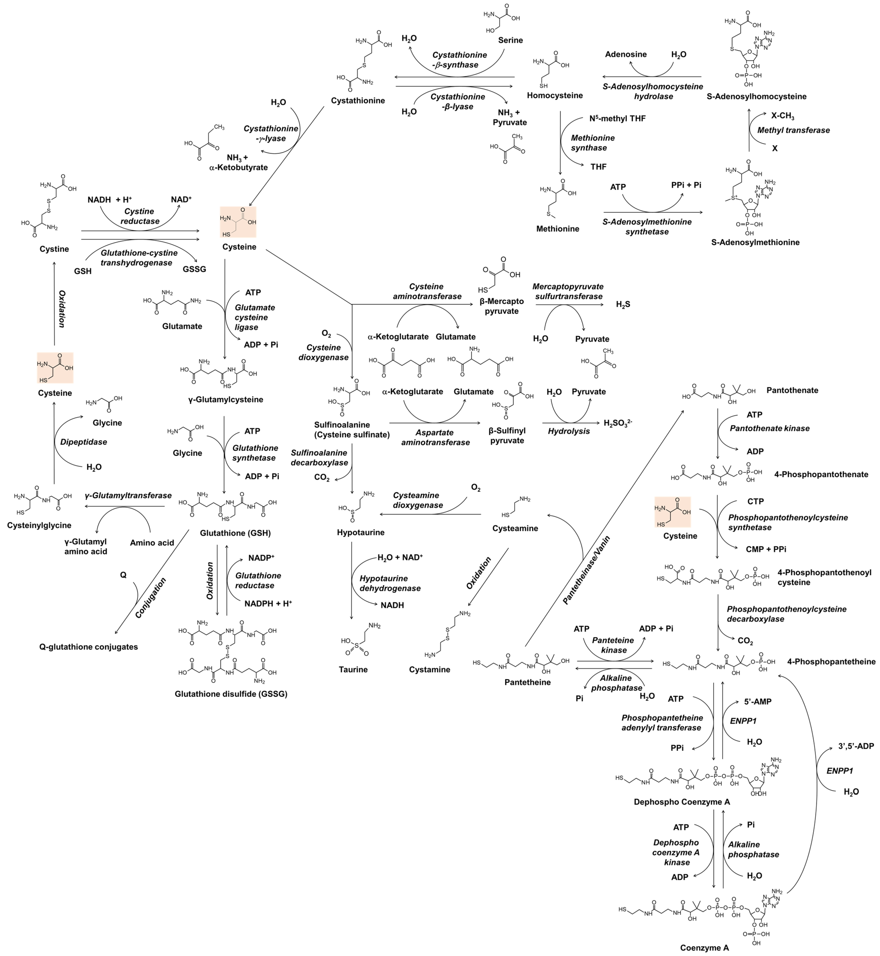 Antioxidants 11 00503 g001 550