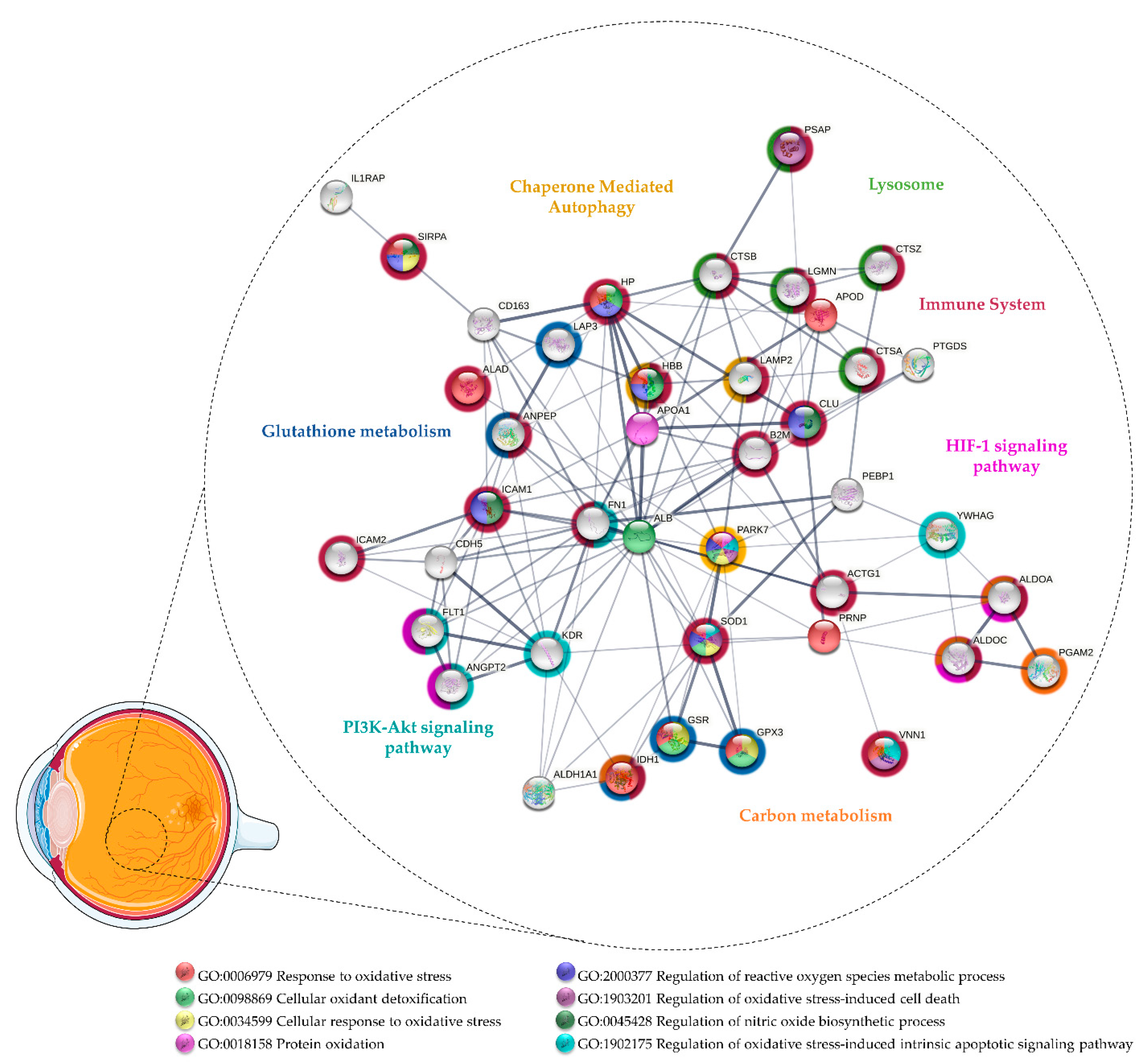 Antioxidants 11 00505 g002 Antioxidants 11 00505 g002
