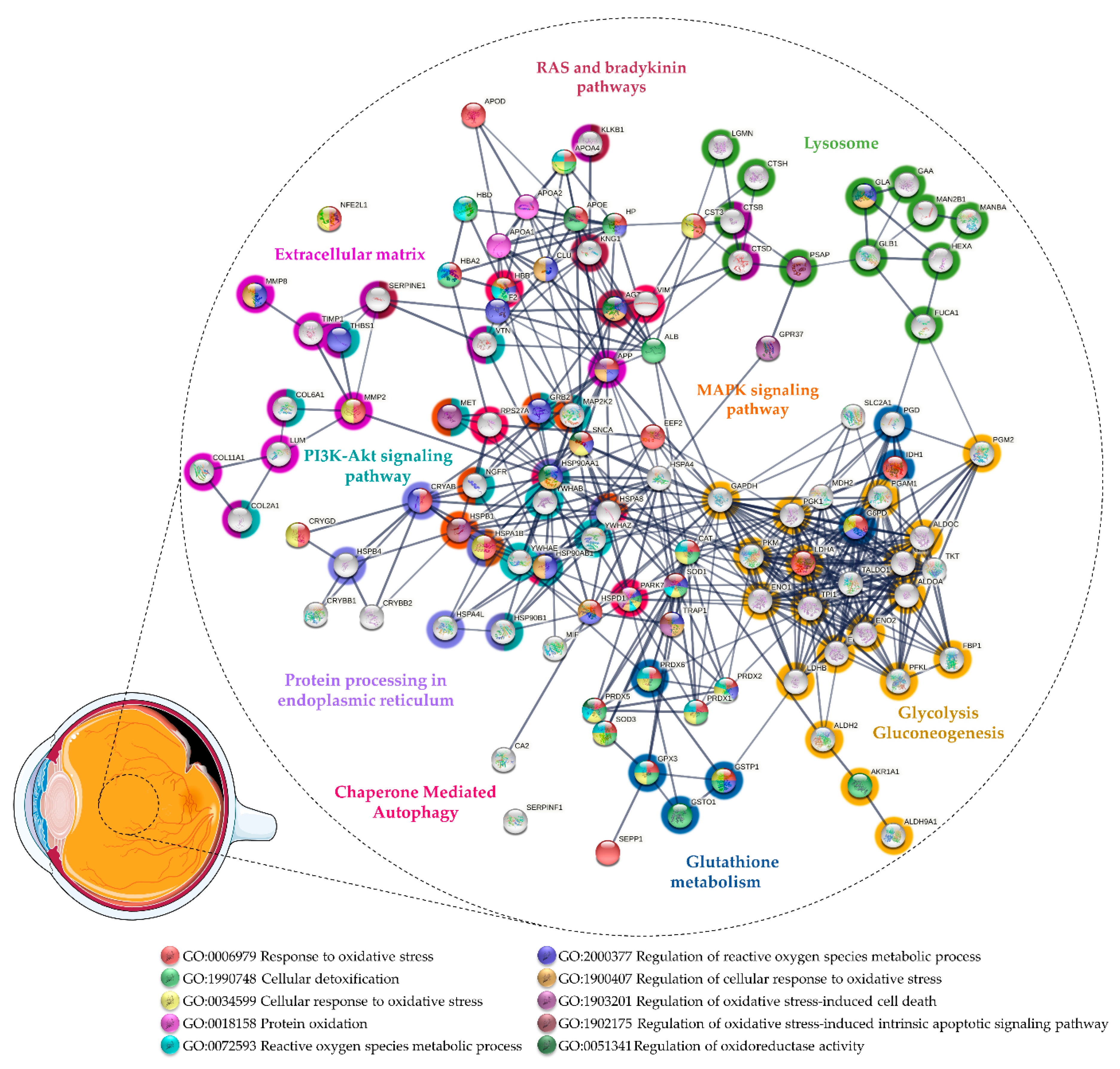 Antioxidants 11 00505 g003 Antioxidants 11 00505 g003