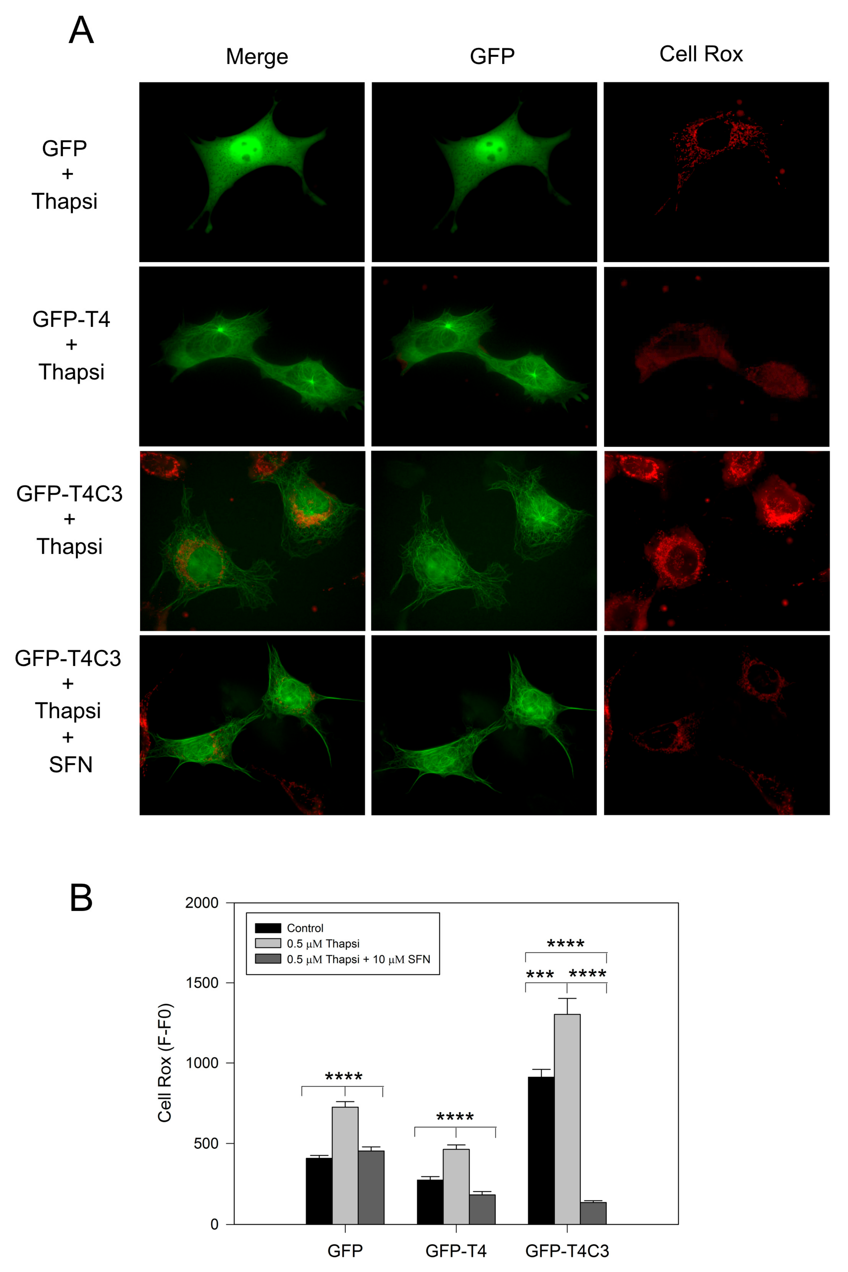 Antioxidants 11 00515 g003