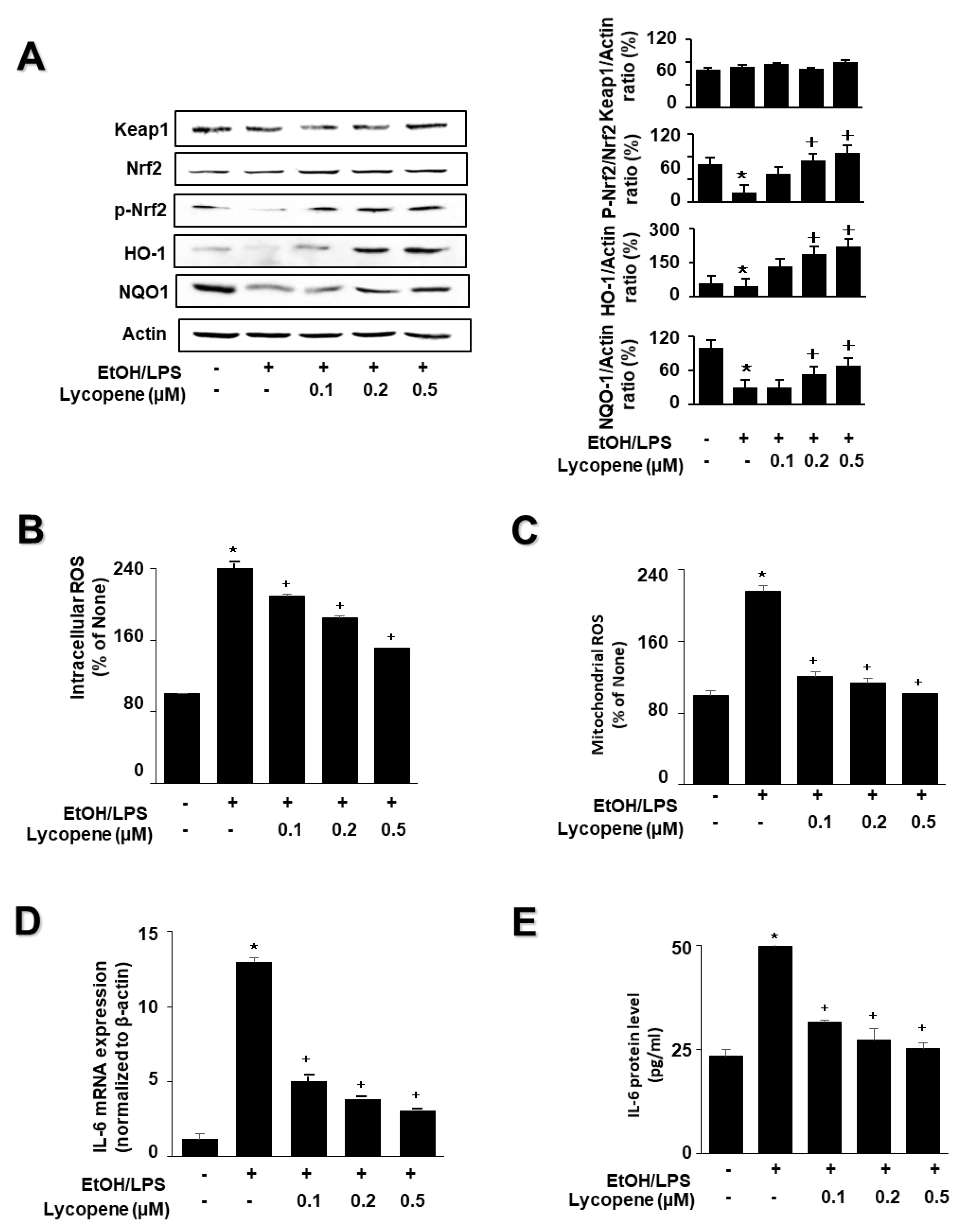 Antioxidants 11 00519 g003 Antioxidants 11 00519 g003