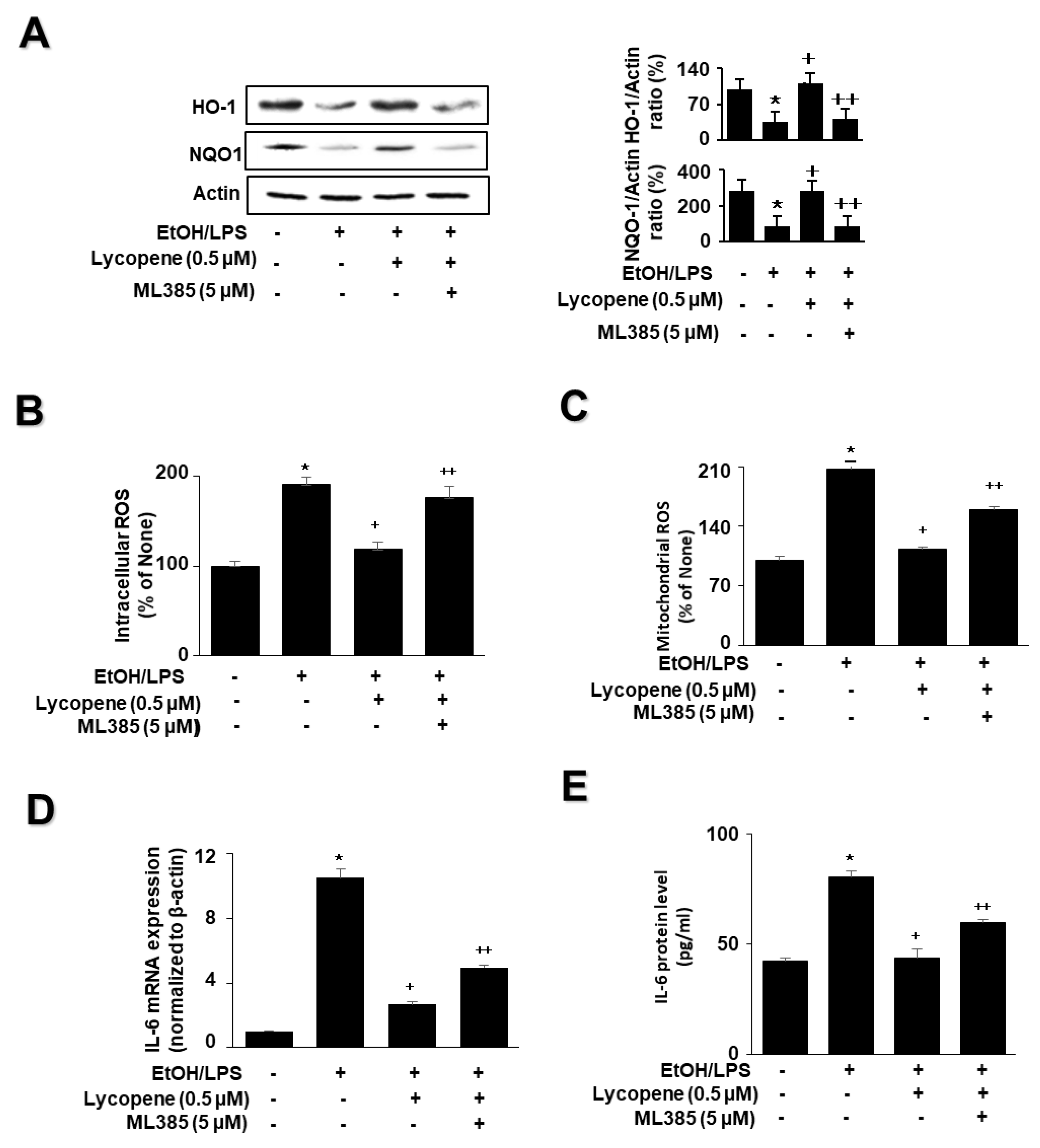 Antioxidants 11 00519 g005 Antioxidants 11 00519 g005