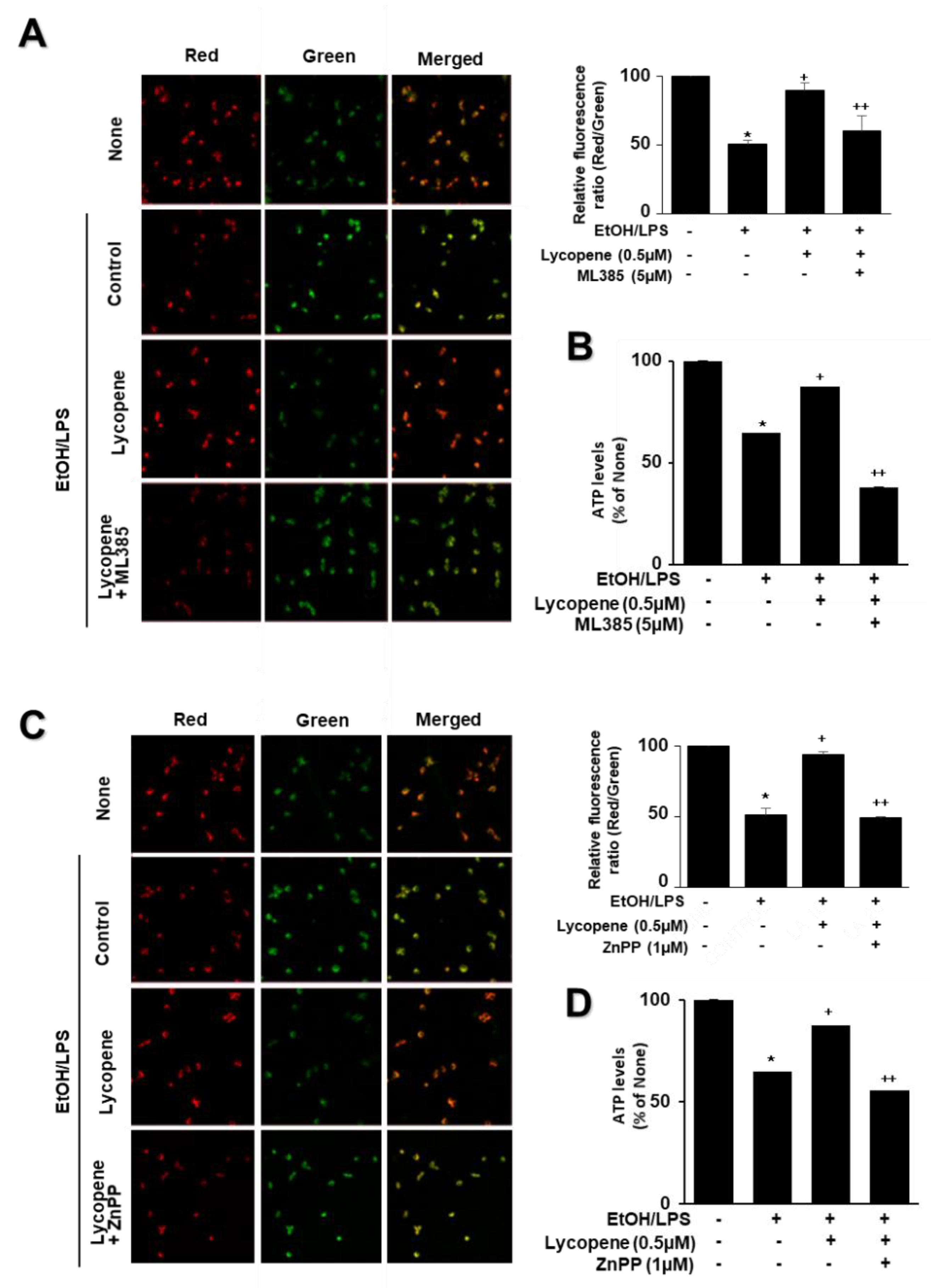 Antioxidants 11 00519 g007 Antioxidants 11 00519 g007