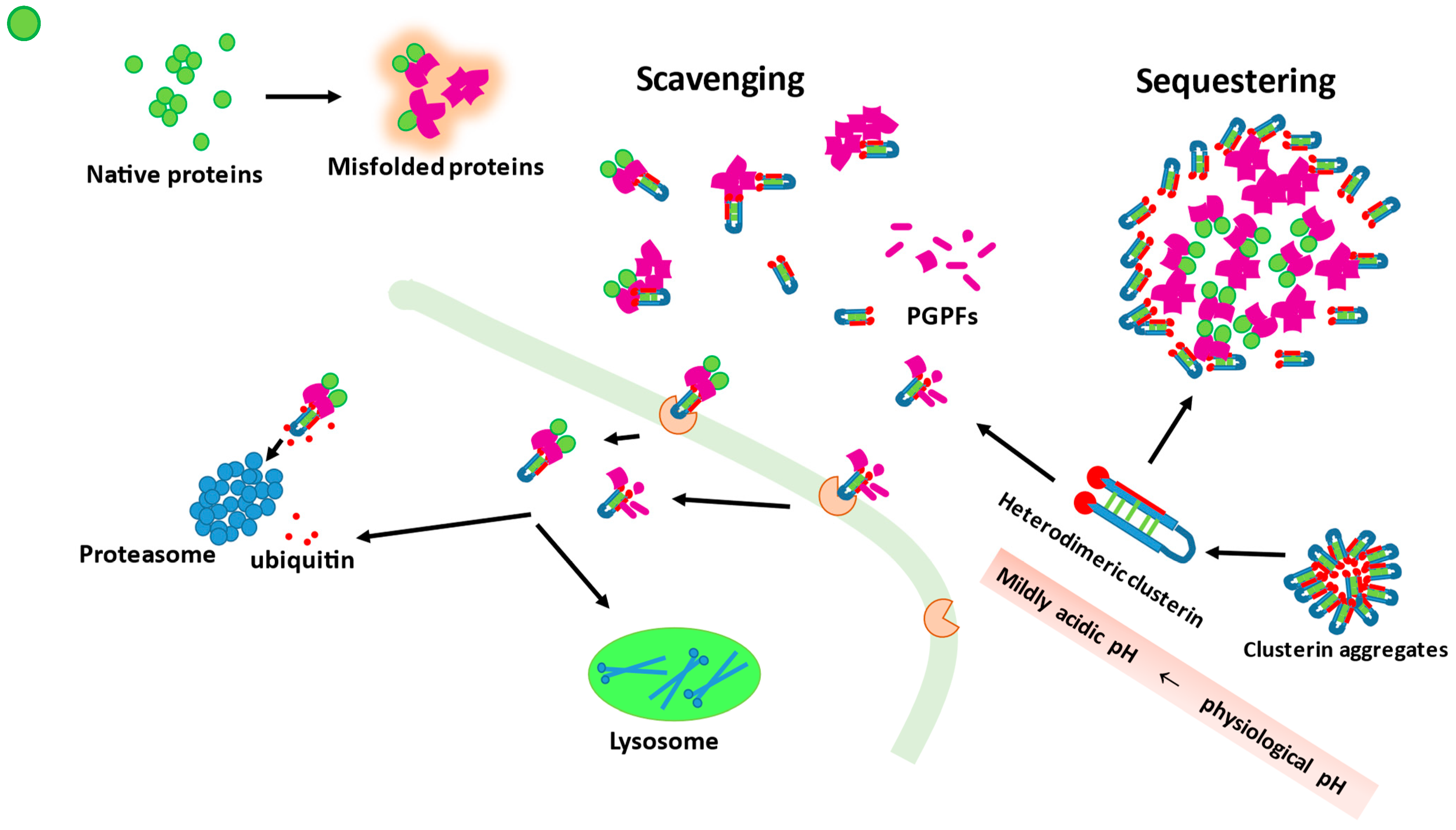 Antioxidants 11 00524 g001