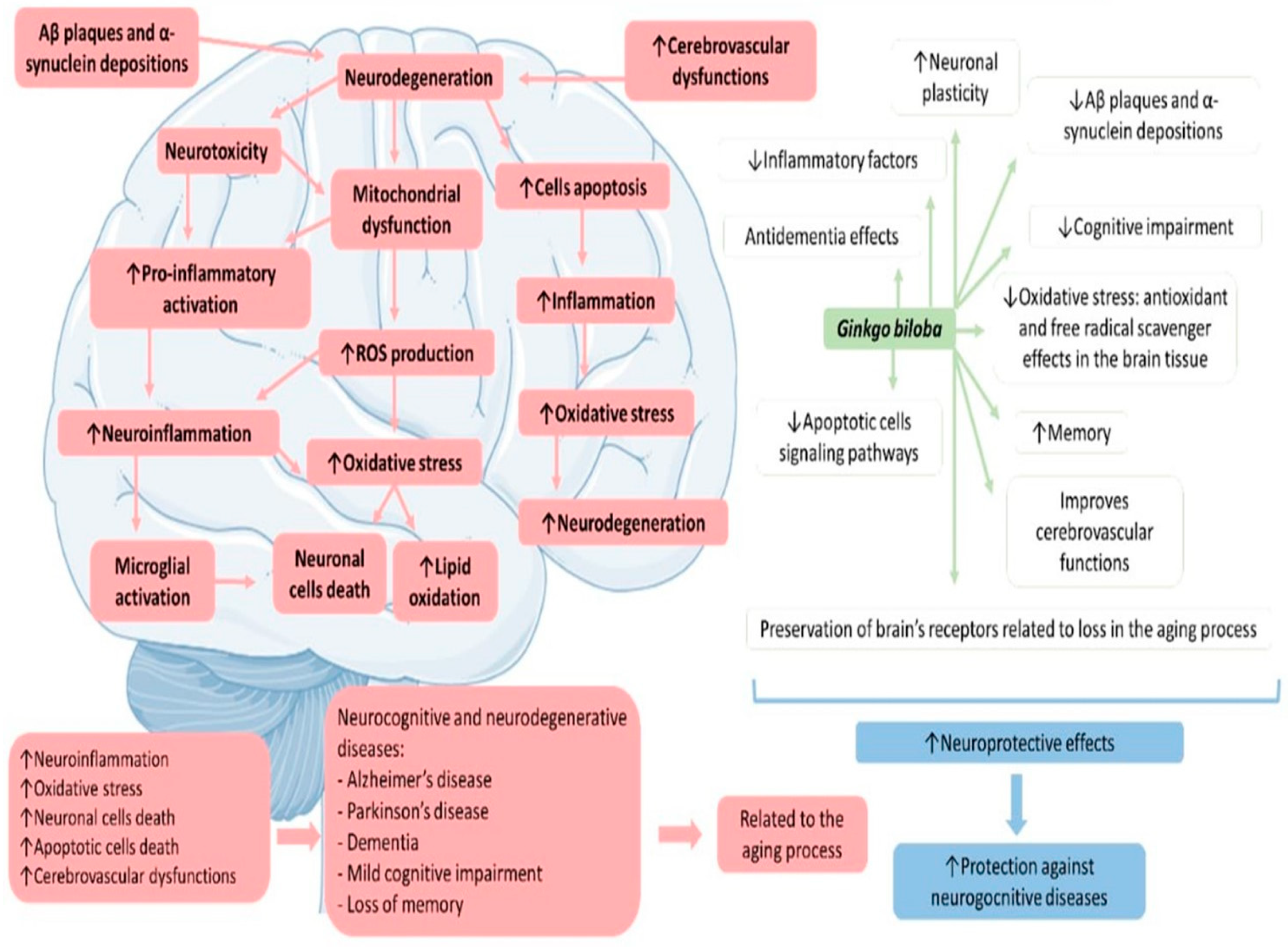 Antioxidants 11 00525 g003