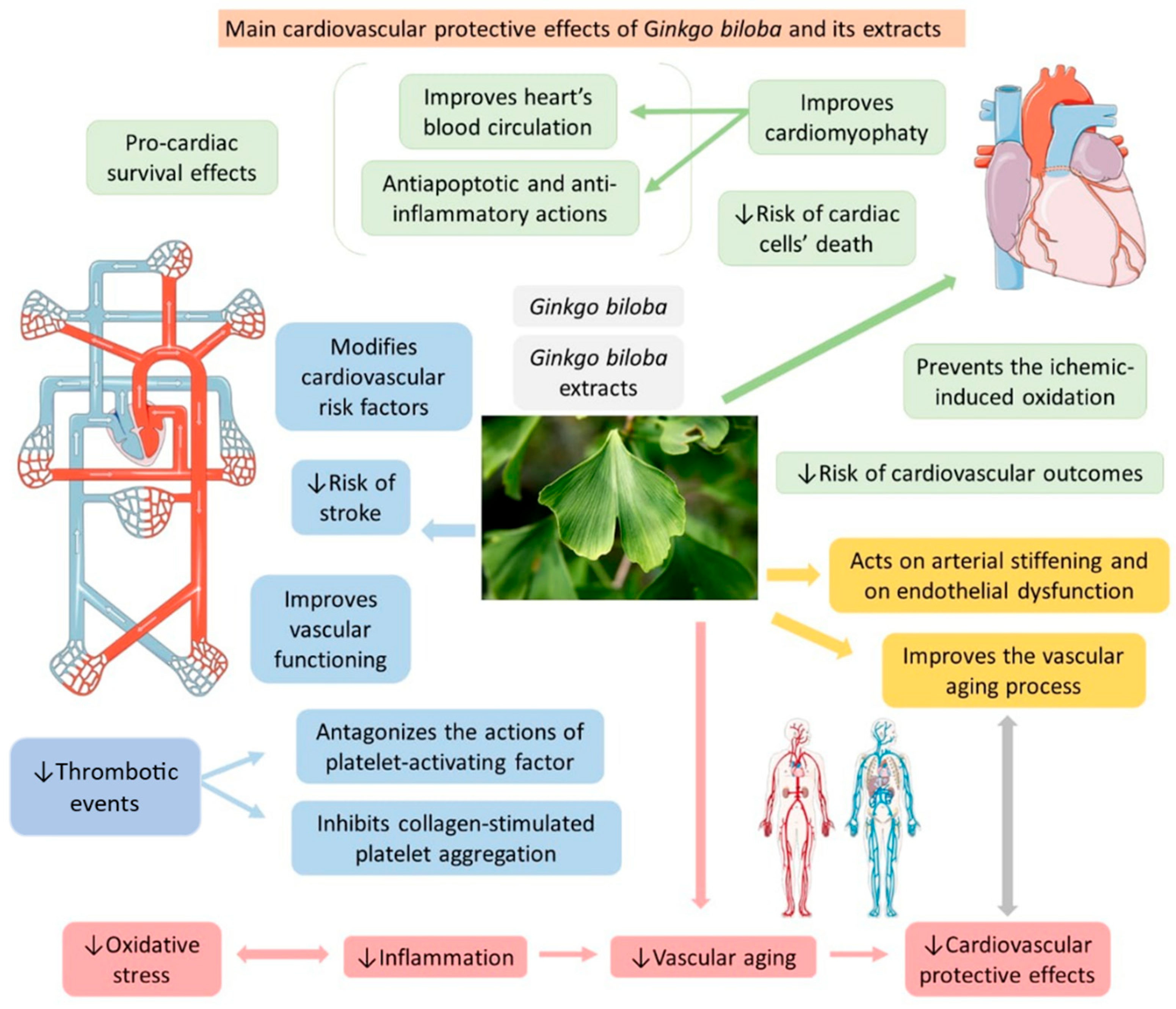 Antioxidants 11 00525 g005