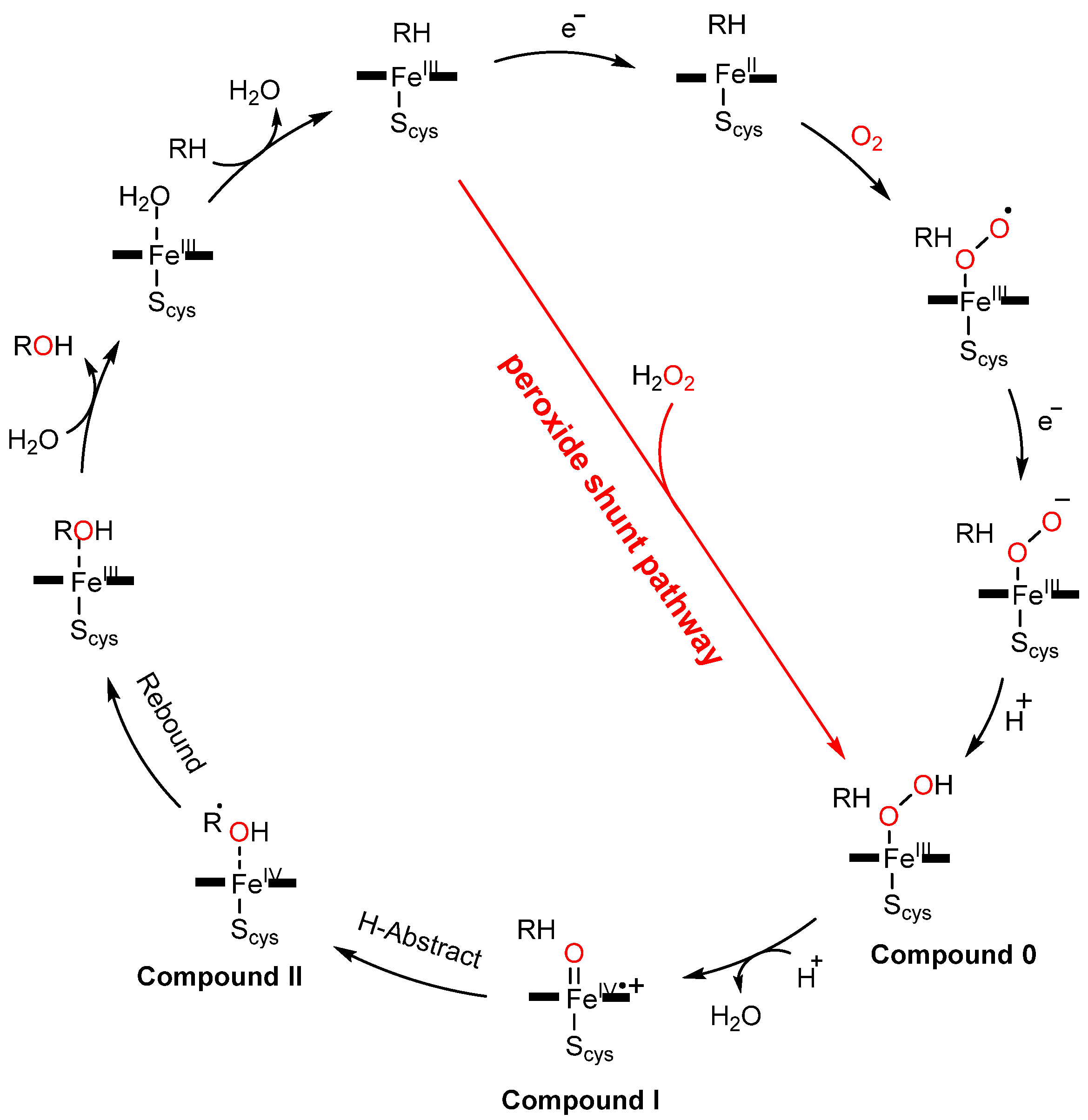 Antioxidants 11 00529 g001 Antioxidants 11 00529 g001