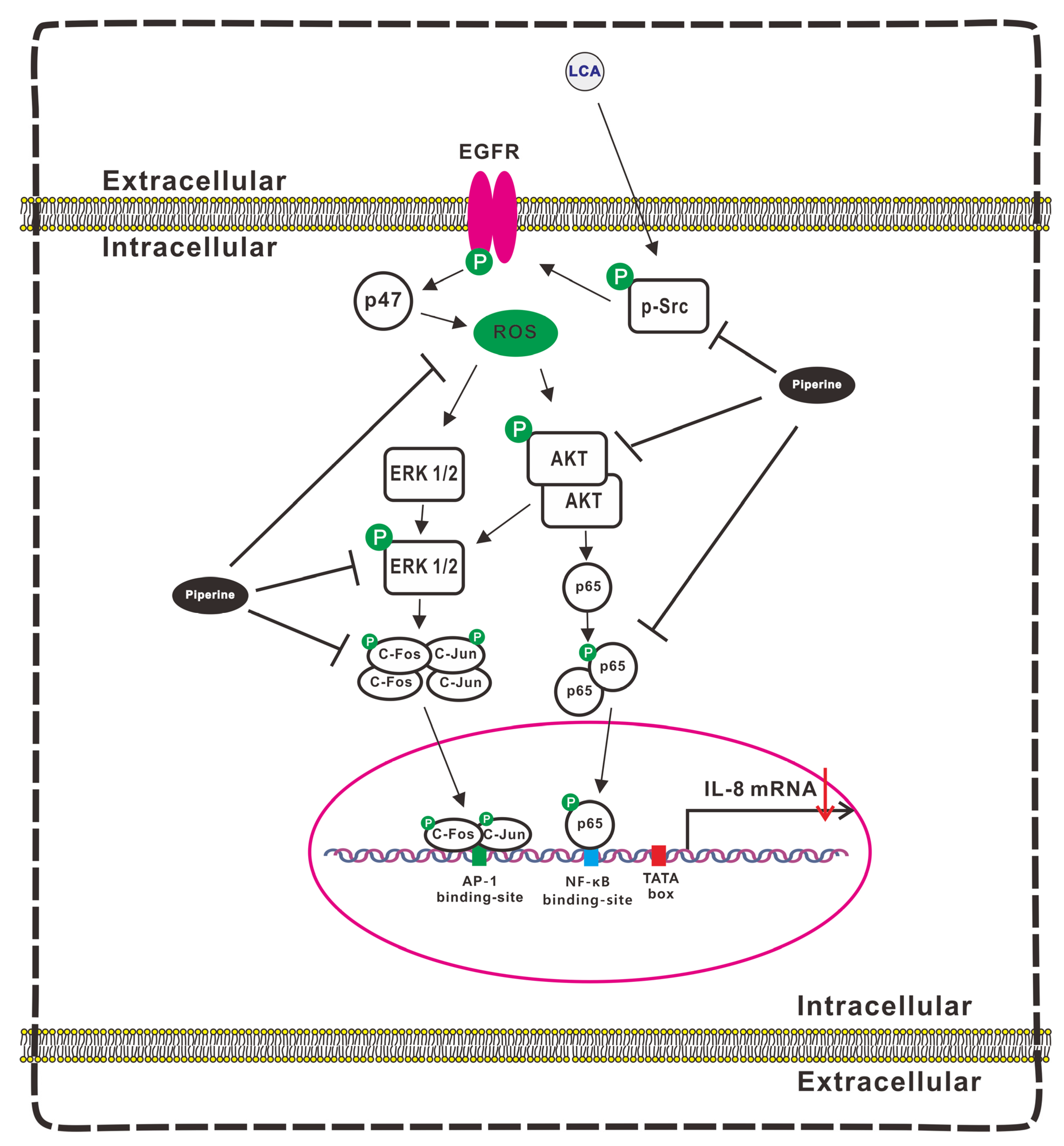 Antioxidants 11 00530 g007 Antioxidants 11 00530 g007