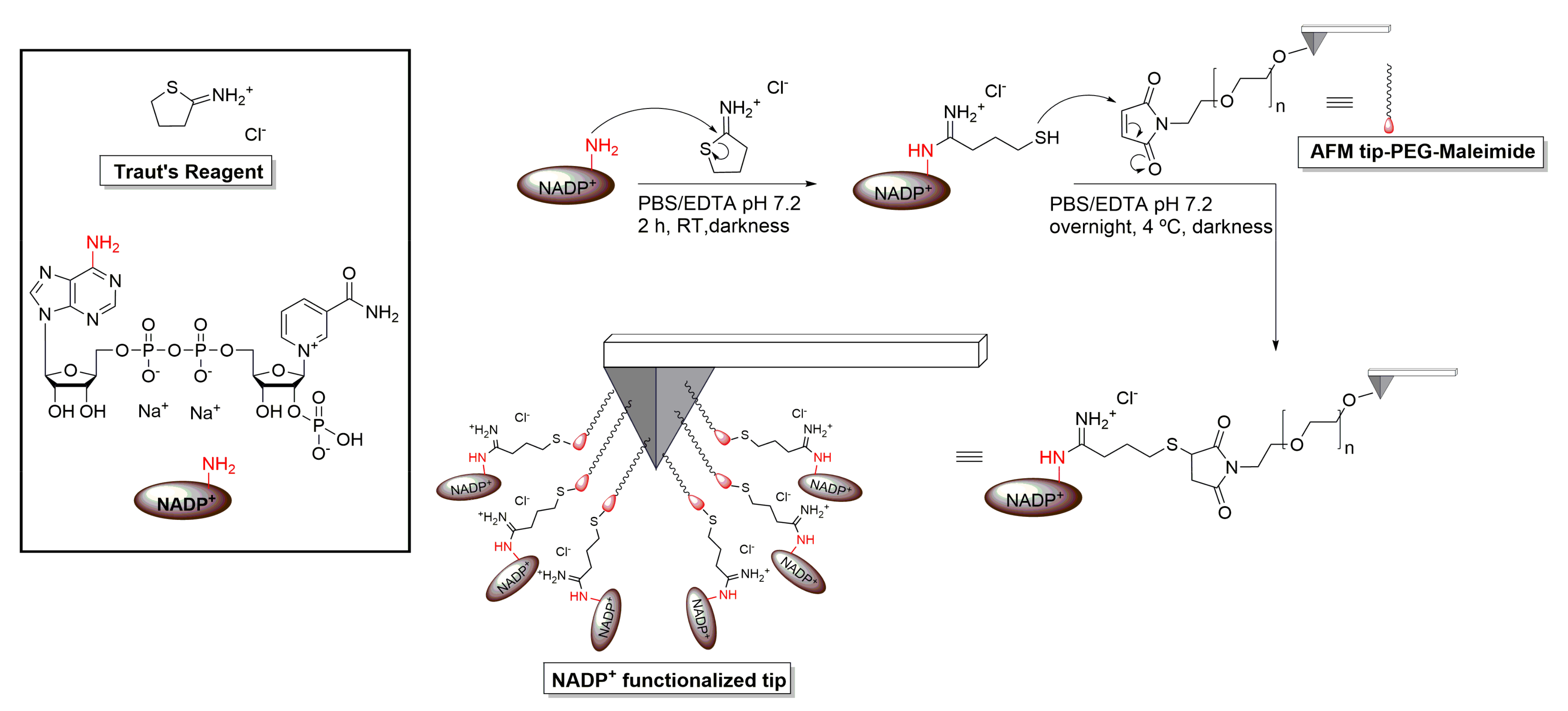 Antioxidants 11 00537 g003