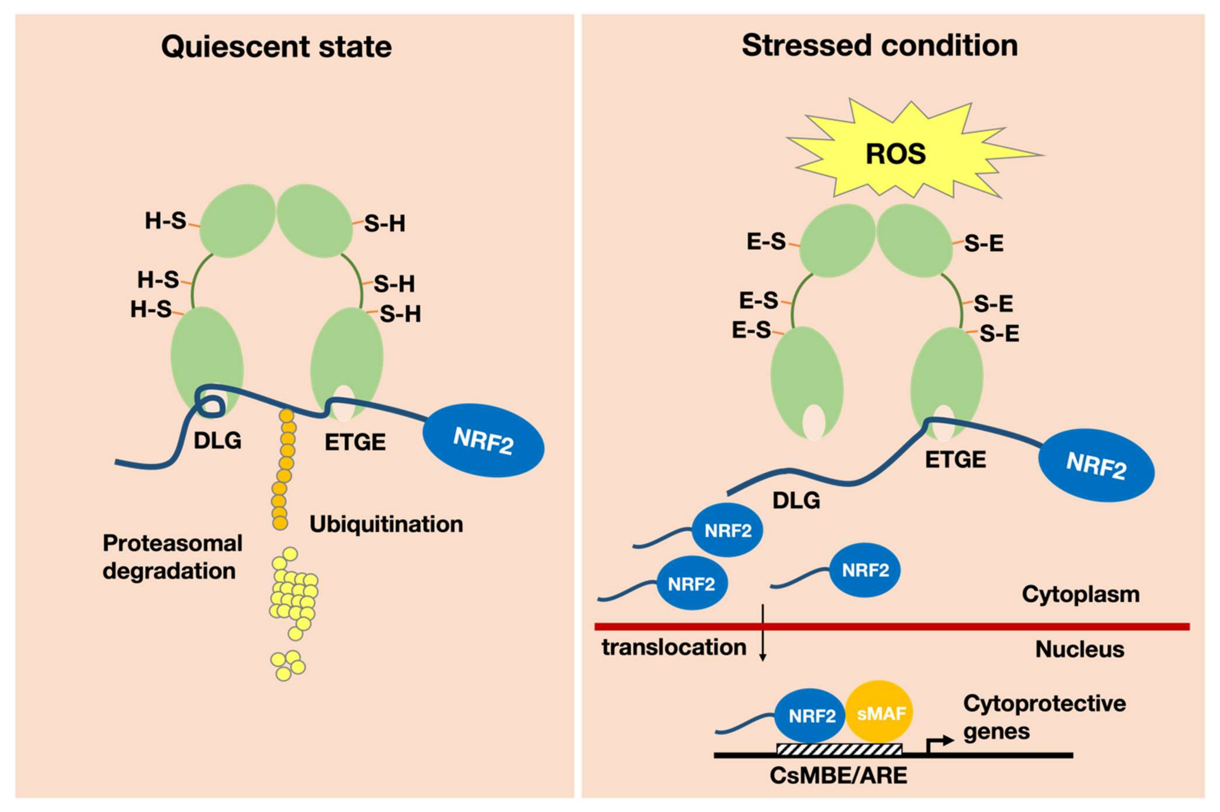 Antioxidants 11 00538 g001 550