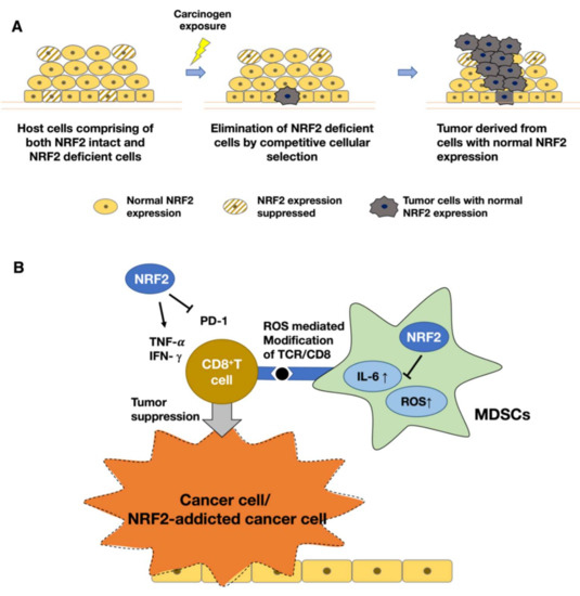 Multifaceted Roles of the KEAP1–NRF2 System in Cancer and Inflammatory ...
