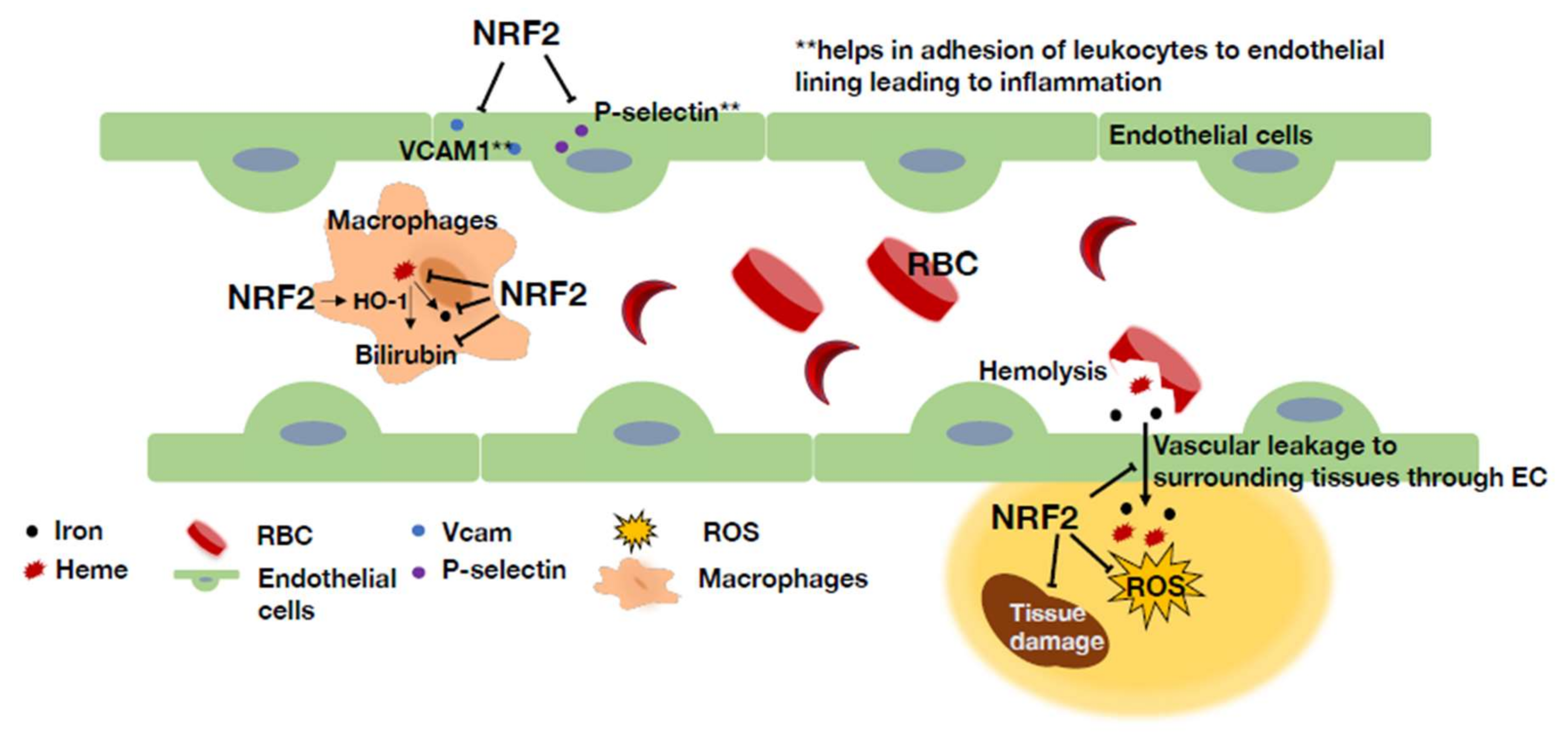 Antioxidants 11 00538 g008 550