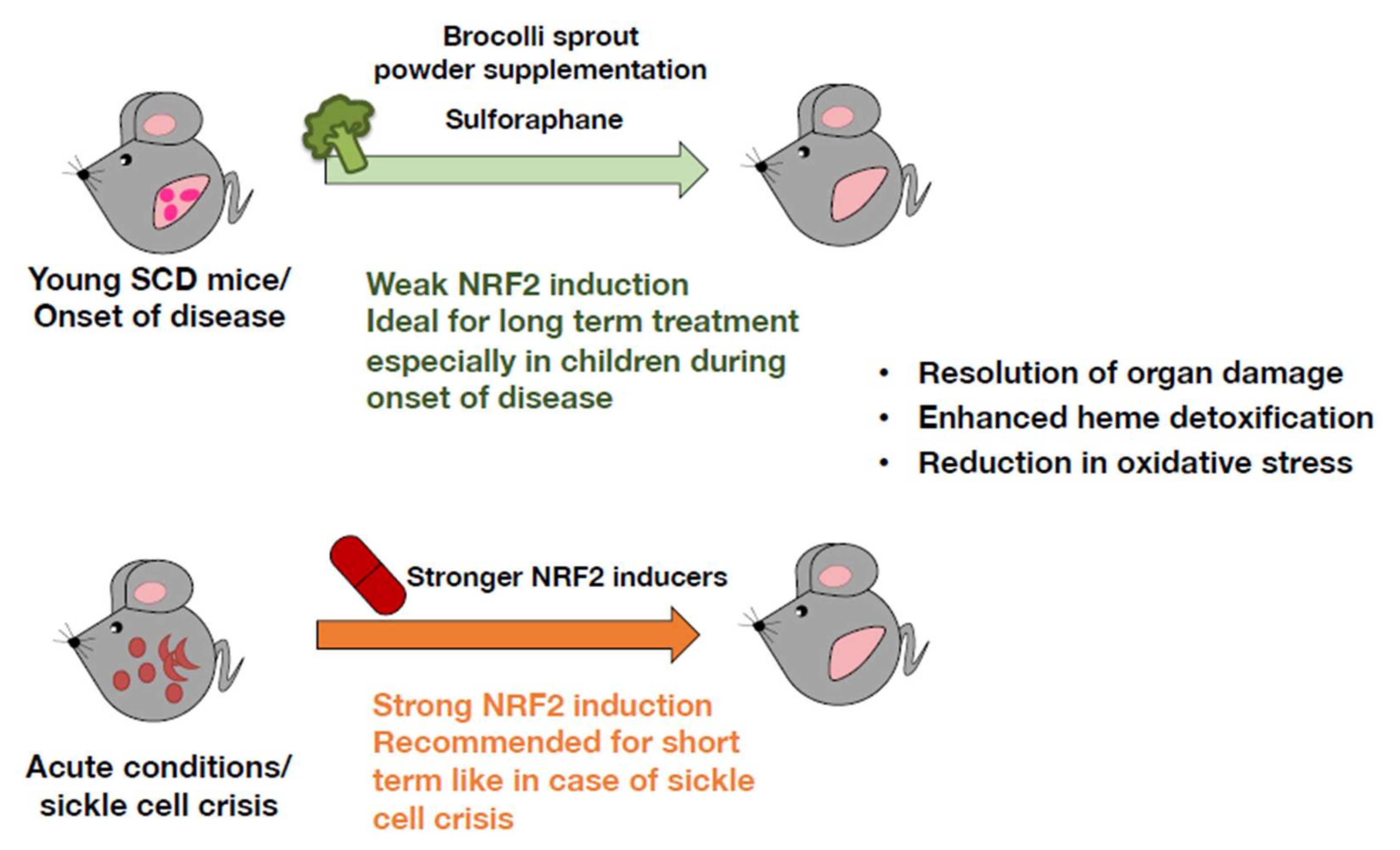 Antioxidants 11 00538 g009 550