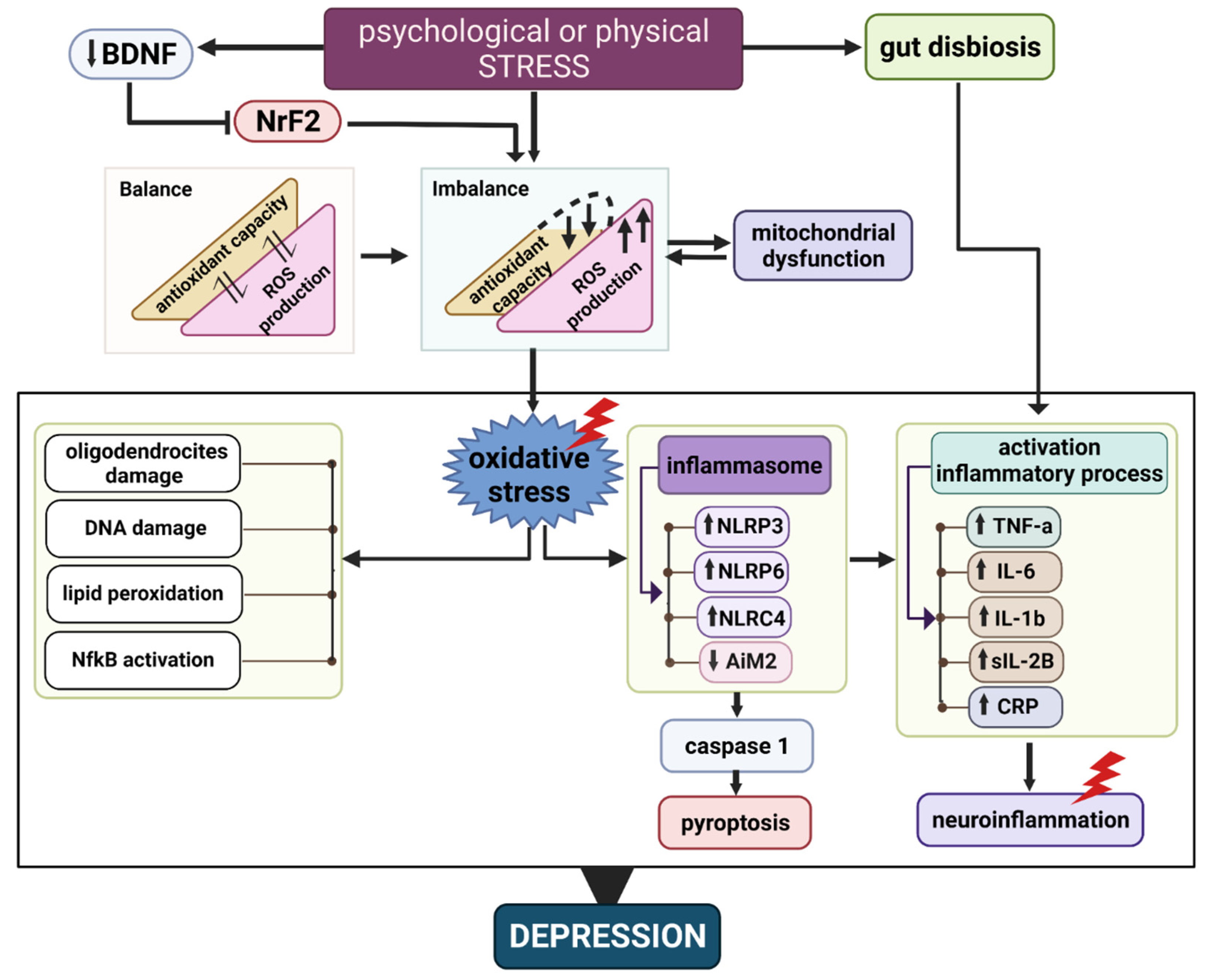 Antioxidants Free FullText Antioxidant Biomolecules and Their