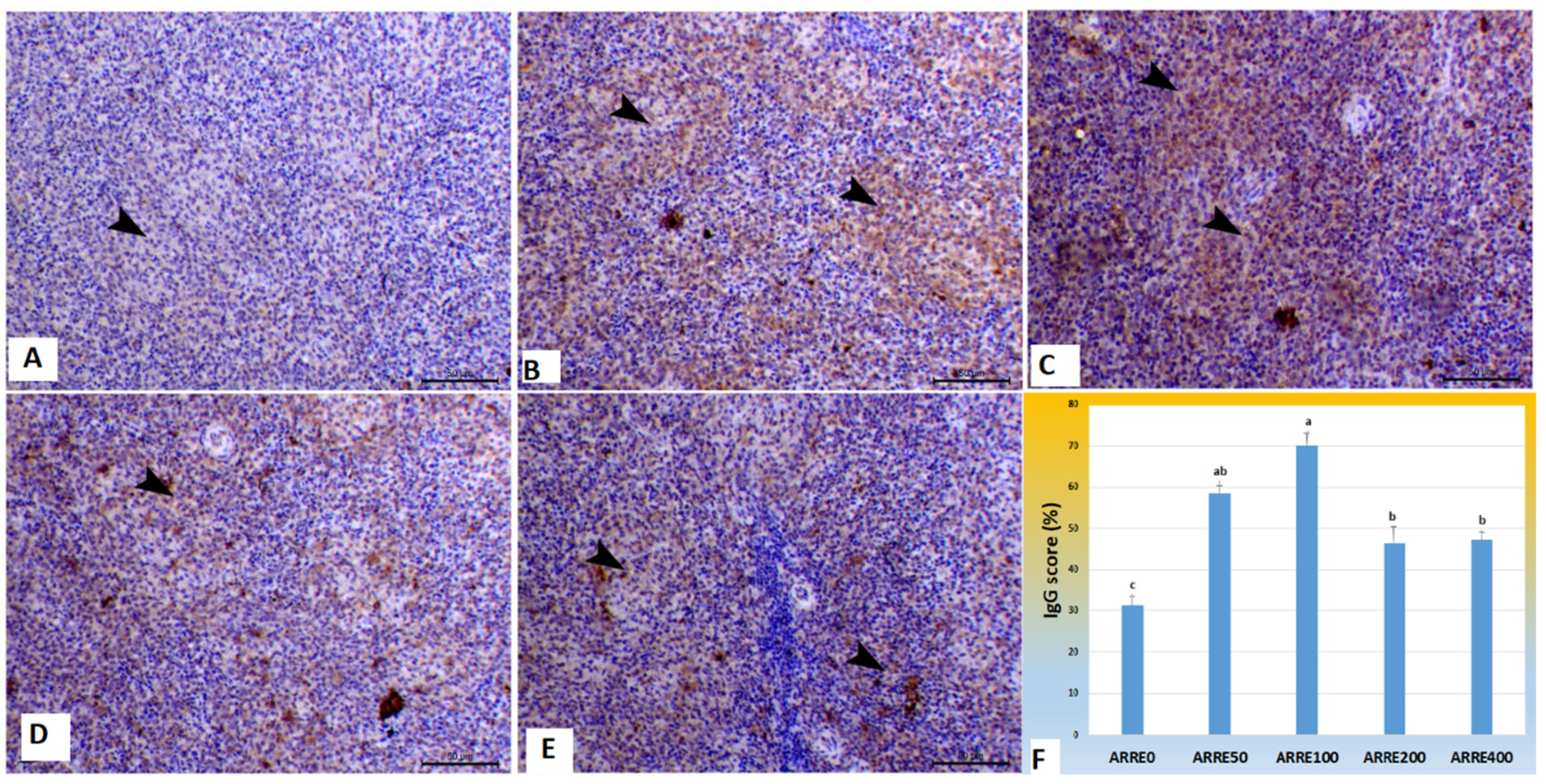 Antioxidants Free Full Text Potential Effects Of Anthocyanin Rich Roselle Hibiscus Sabdariffa L Extract On The Growth Intestinal Histomorphology Blood Biochemical Parameters And The Immune Status Of Broiler Chickens Html