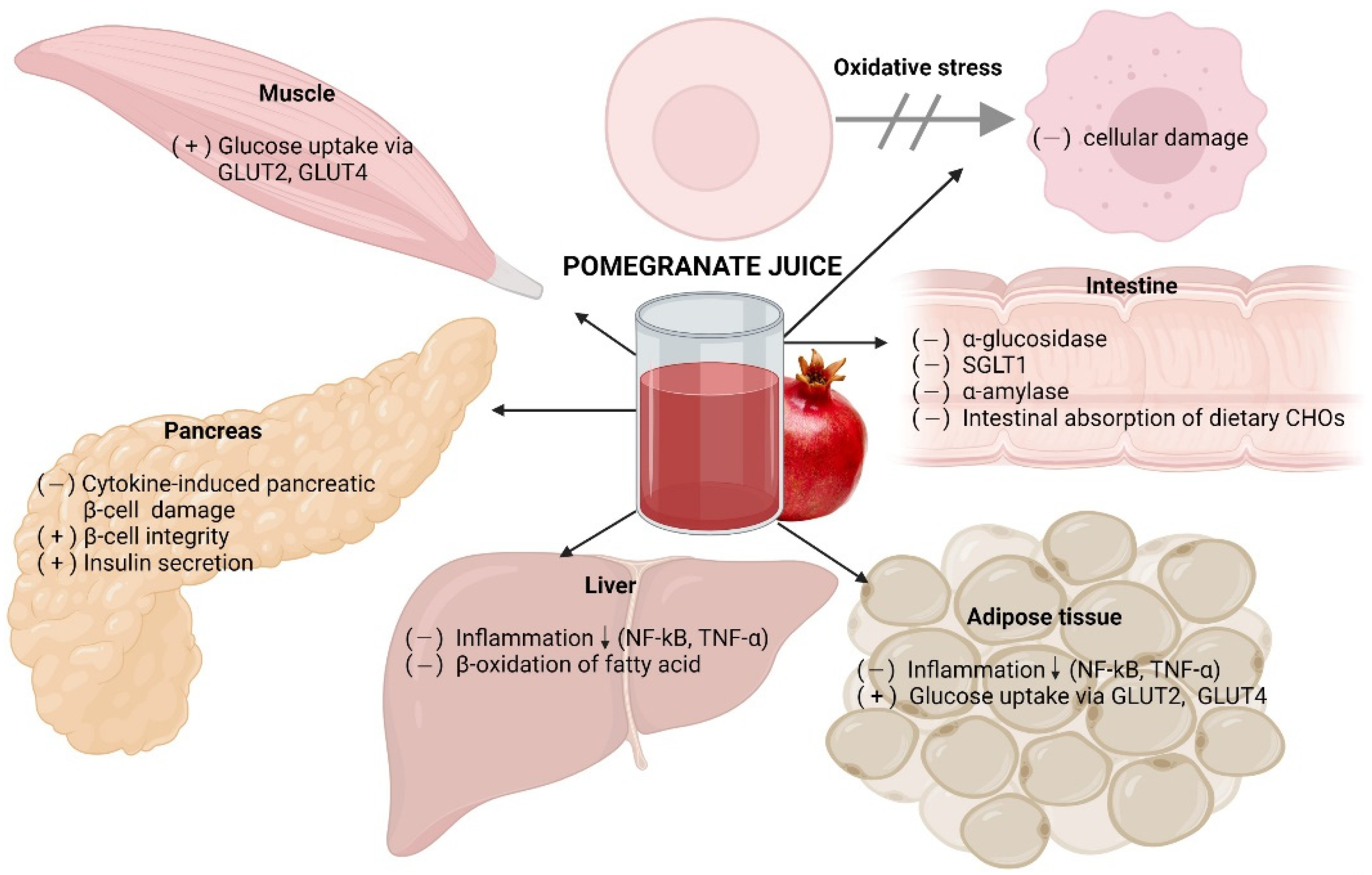 Antioxidants 11 00553 g003 550