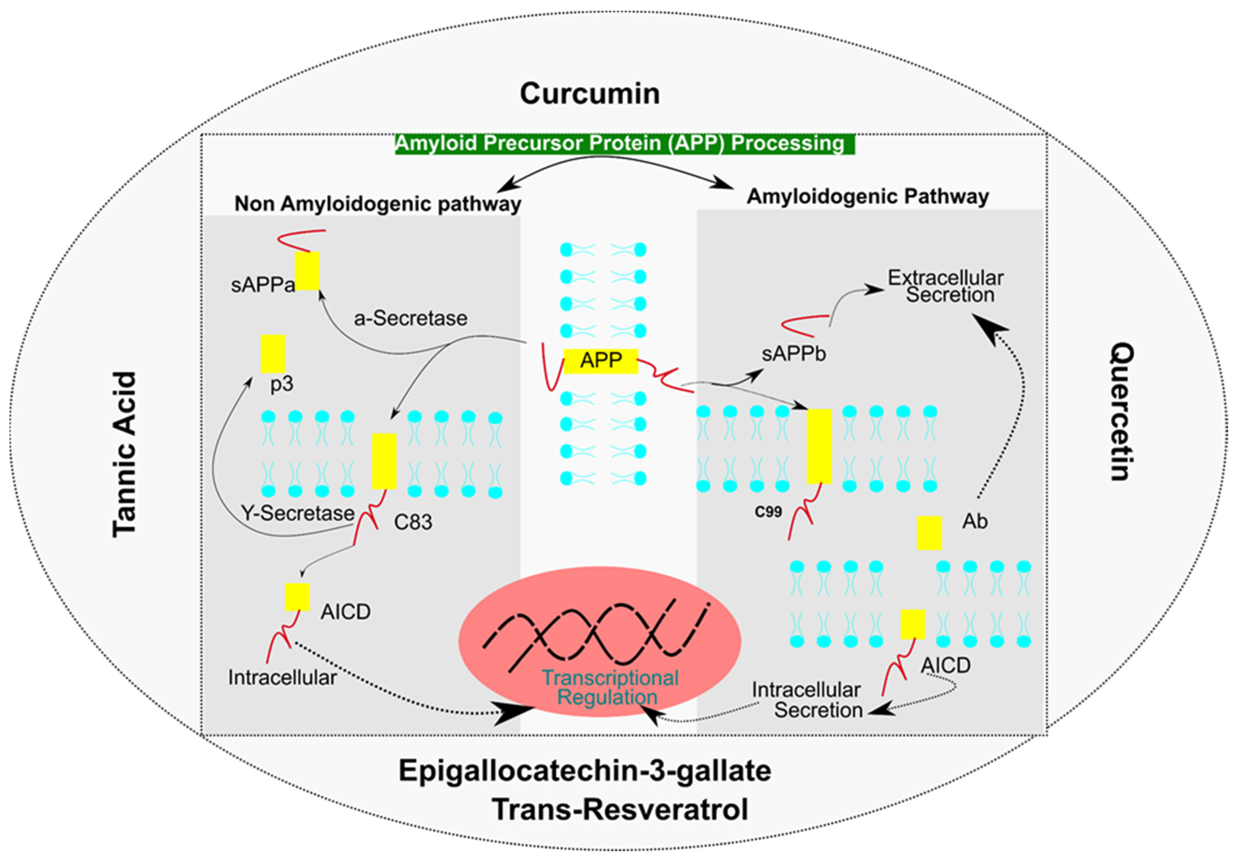 Antioxidants 11 00554 g005