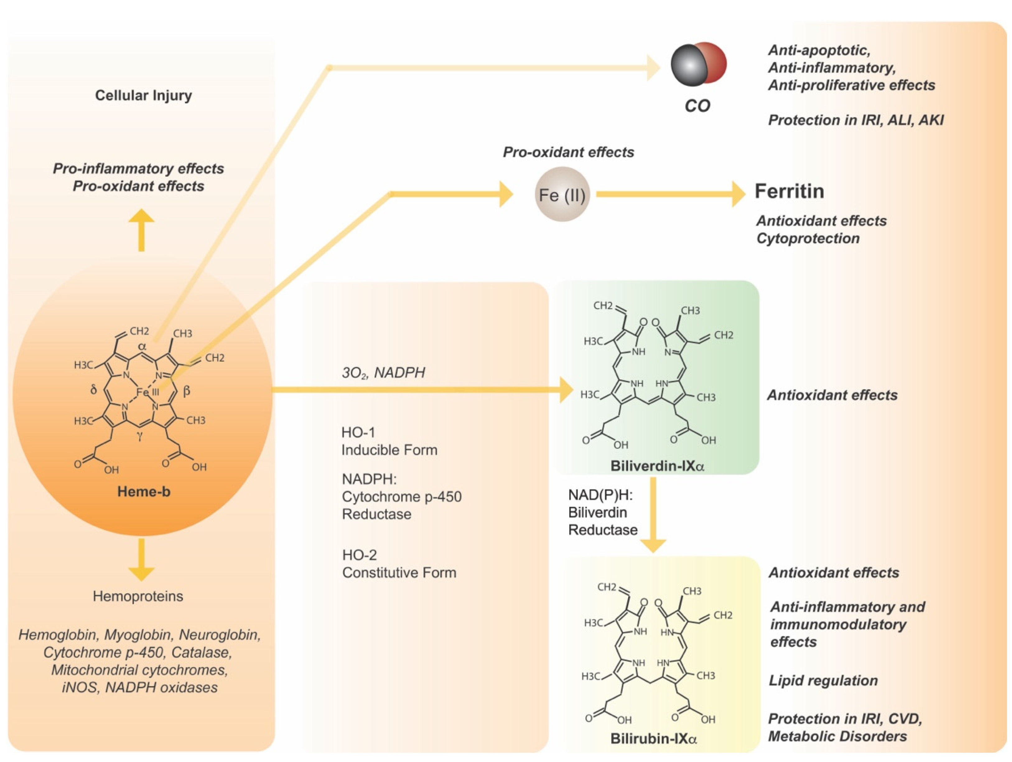 Antioxidants 11 00555 g001 Antioxidants 11 00555 g001