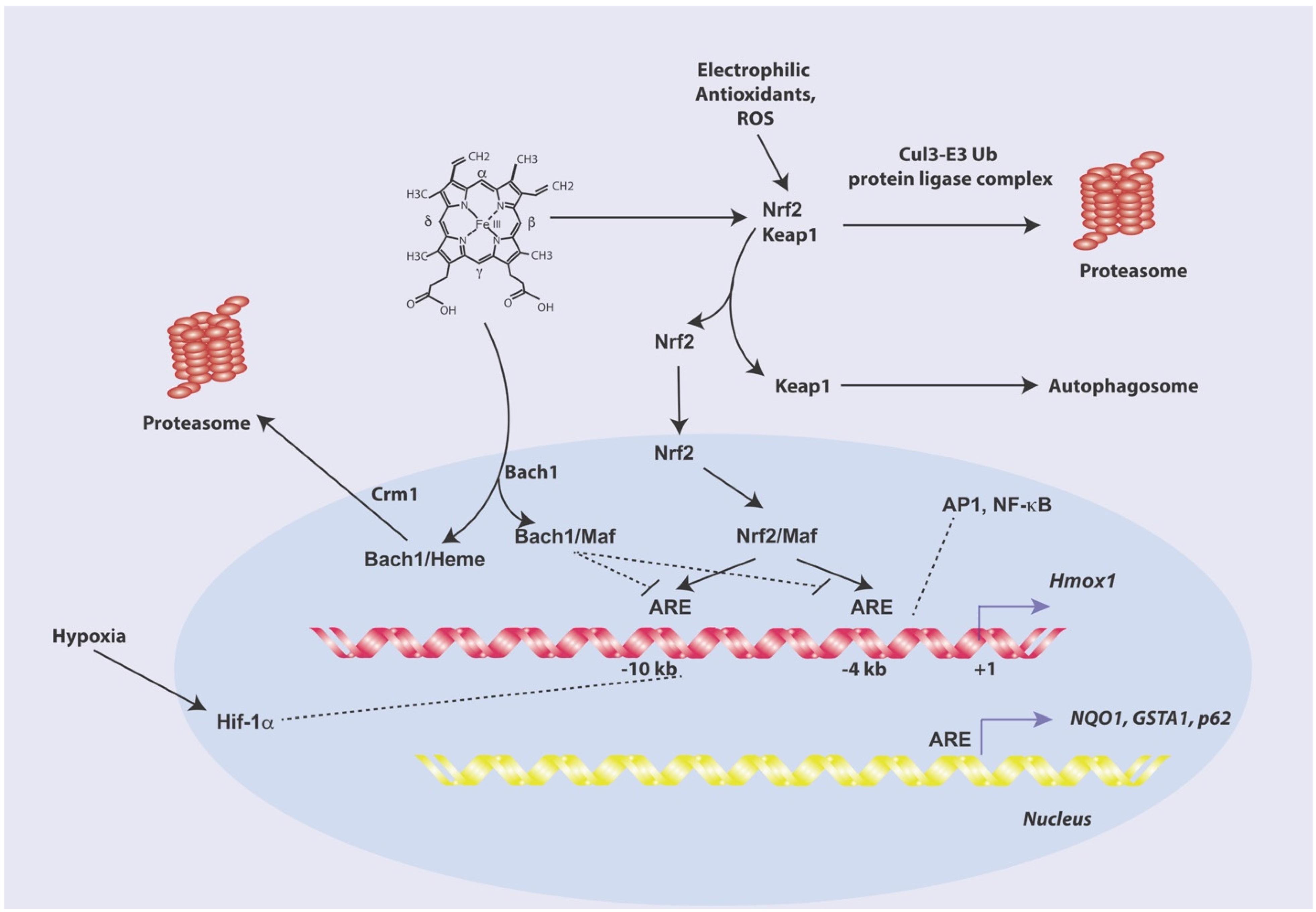 Antioxidants 11 00555 g002 Antioxidants 11 00555 g002