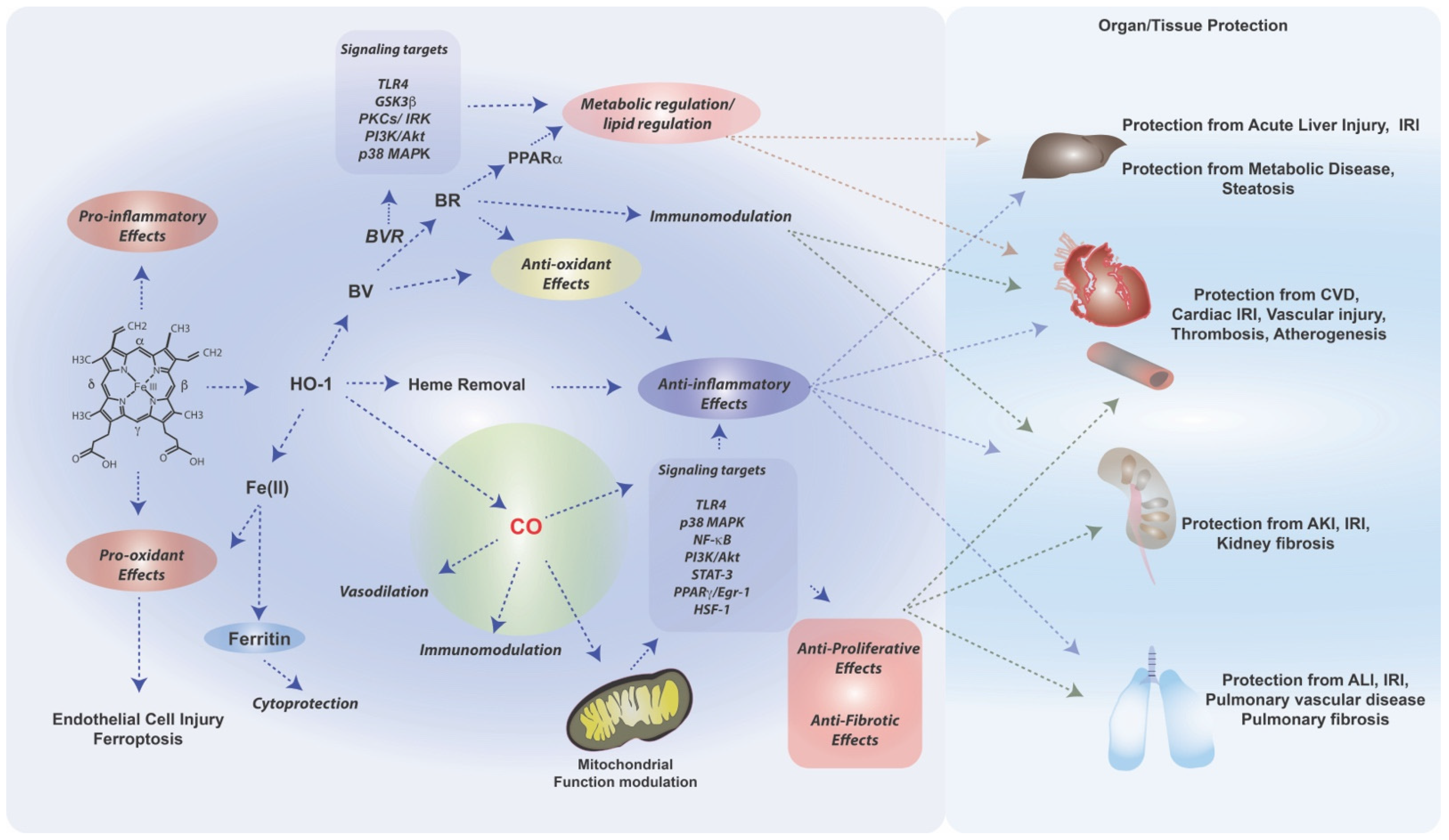 Antioxidants 11 00555 g003 Antioxidants 11 00555 g003
