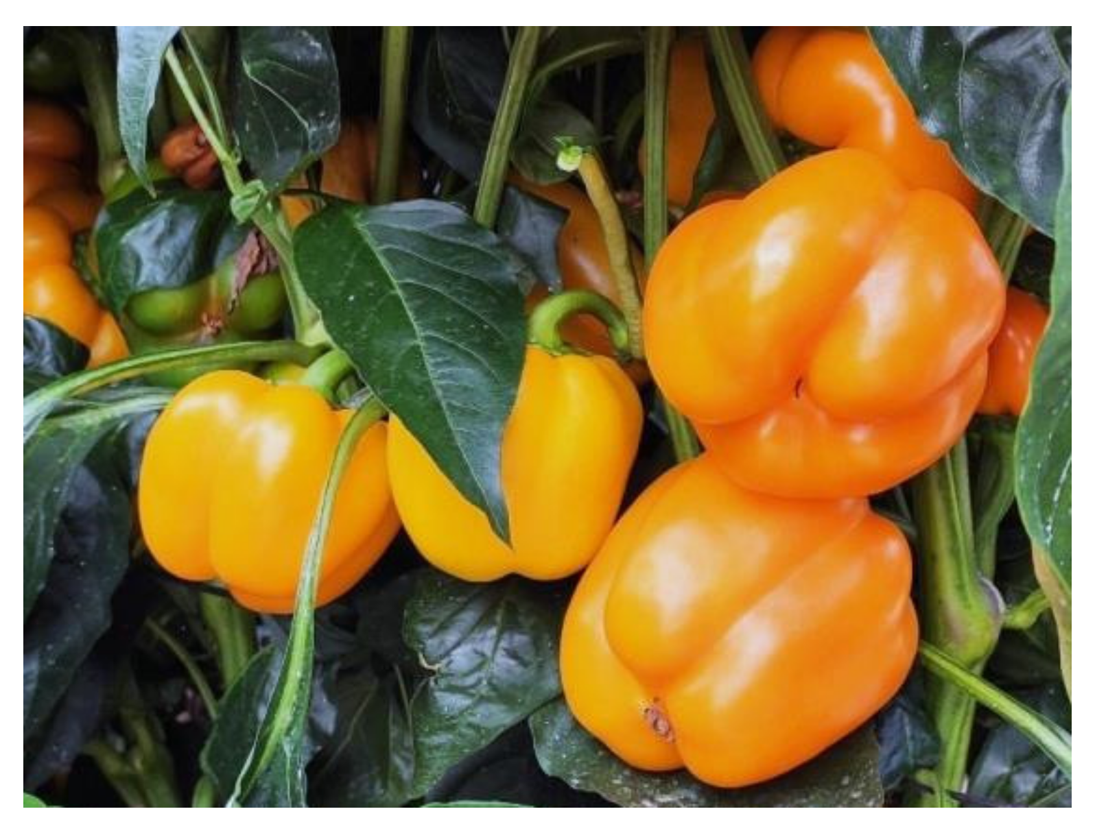 Antioxidants 11 00557 g001 550