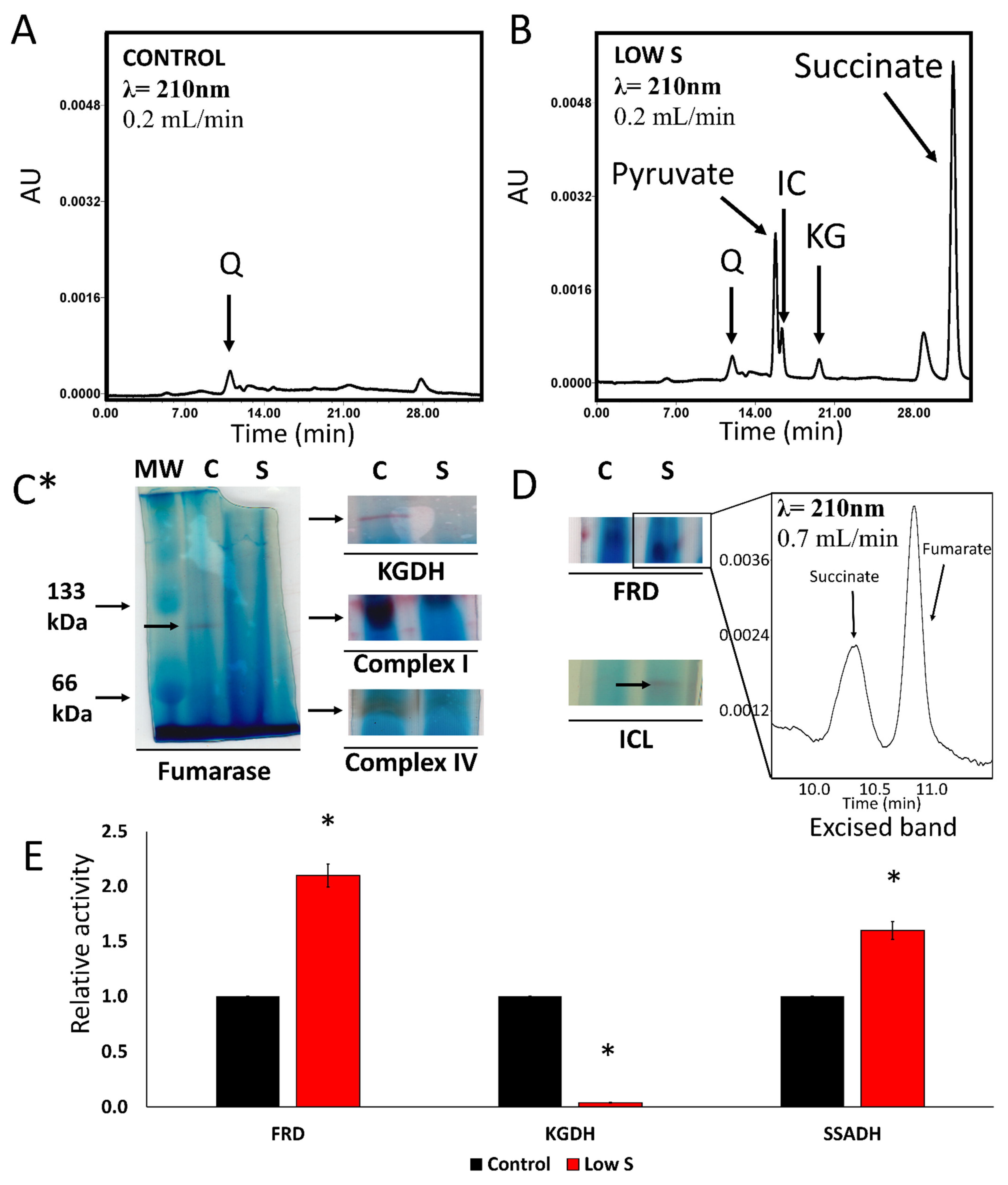 Antioxidants 11 00560 g001 Antioxidants 11 00560 g001