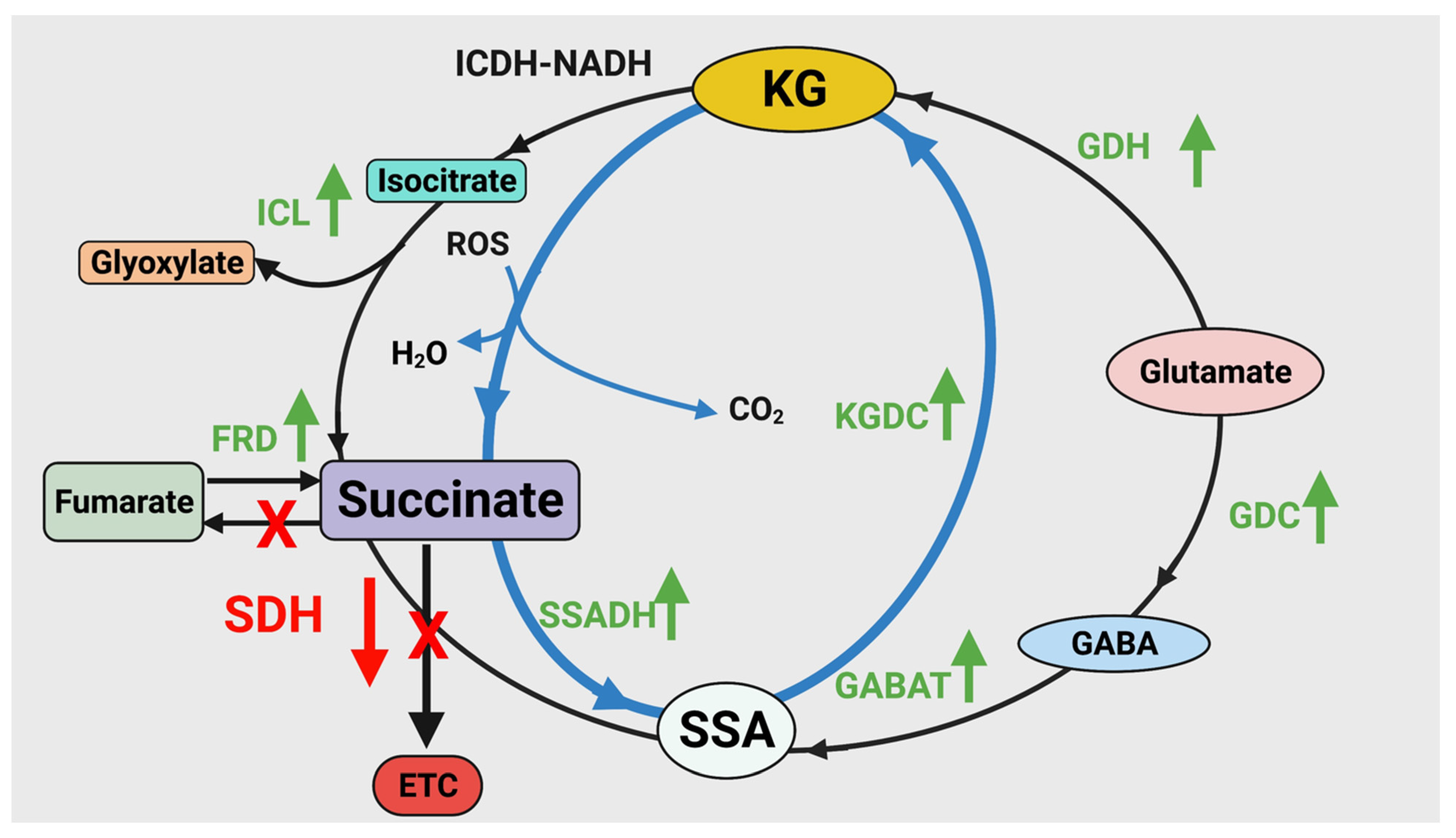 Antioxidants 11 00560 g005 Antioxidants 11 00560 g005
