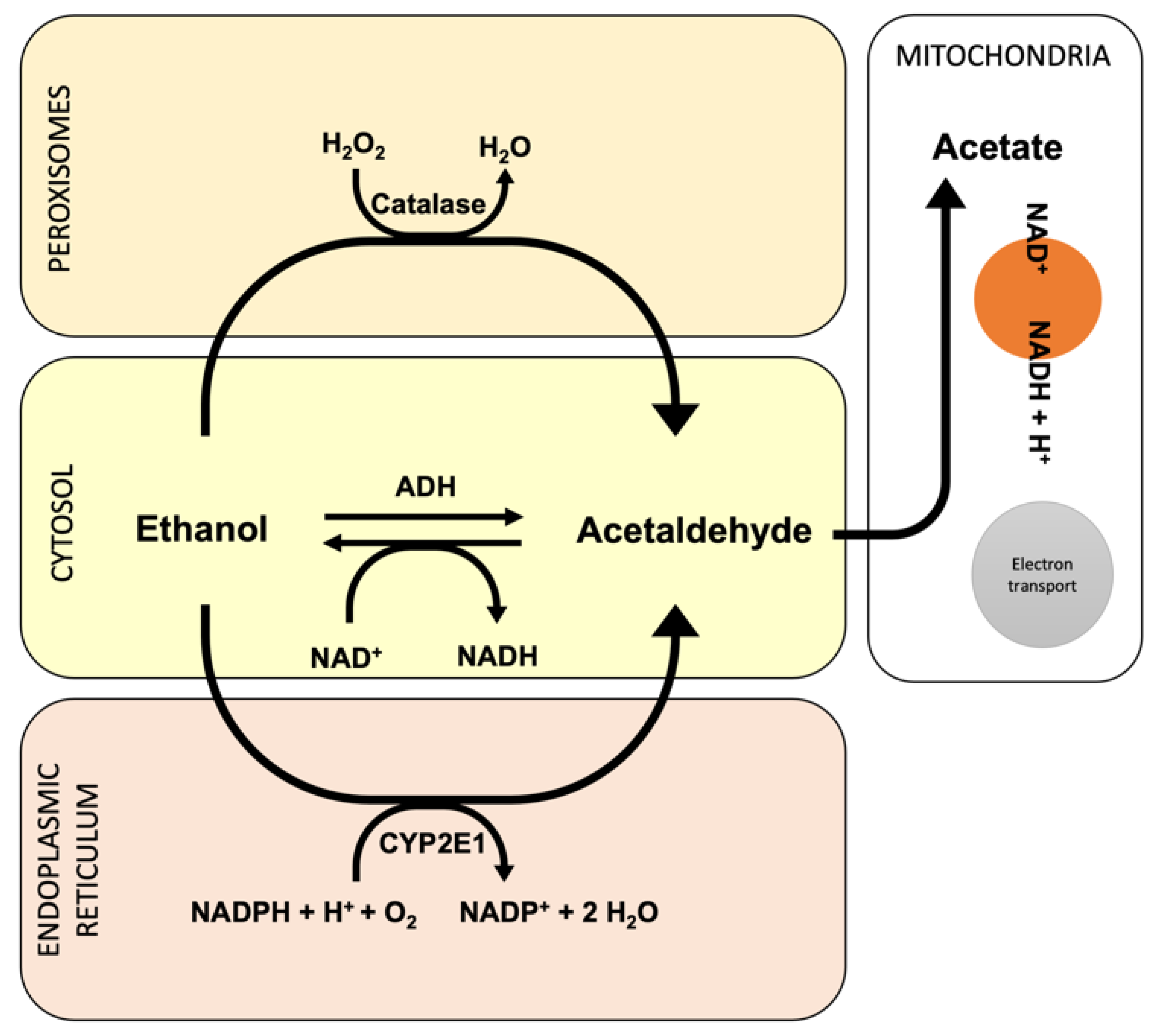 Antioxidants 11 00564 g002 Antioxidants 11 00564 g002