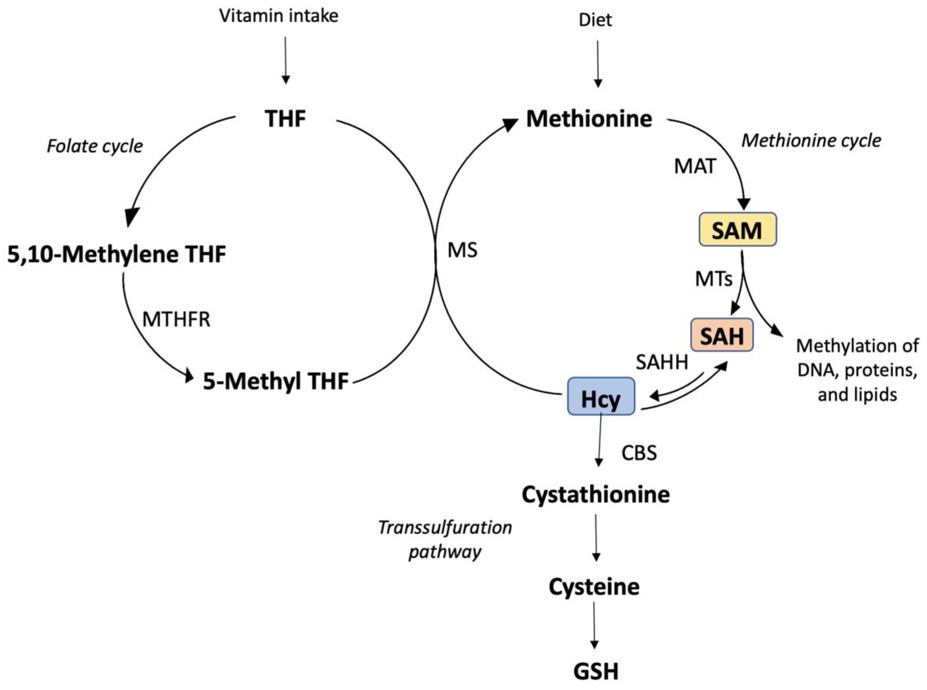 Antioxidants 11 00564 g003 Antioxidants 11 00564 g003