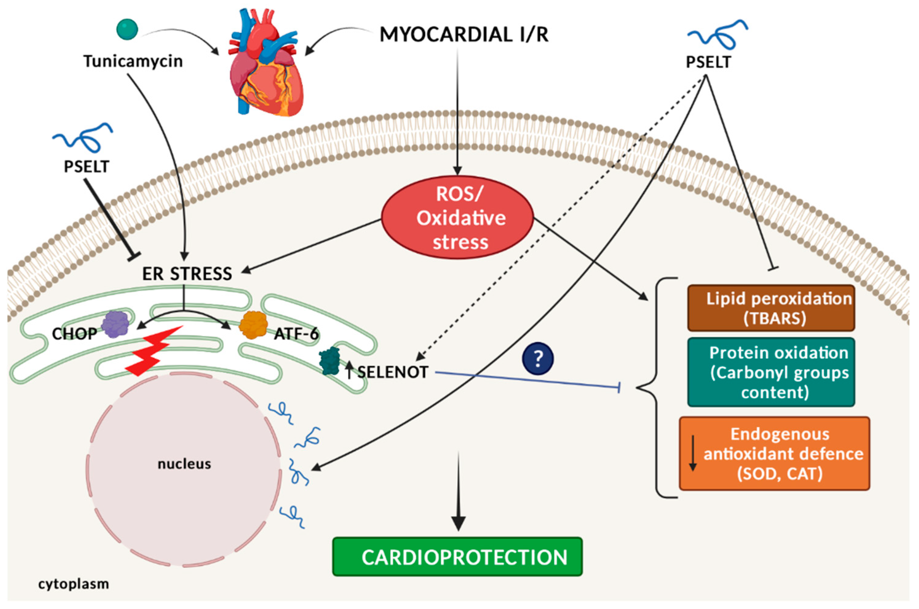 Antioxidants 11 00571 g007 550