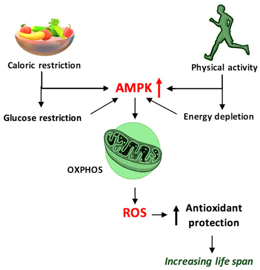 Antioxidants Free FullText Positive Aspects of Oxidative Stress at