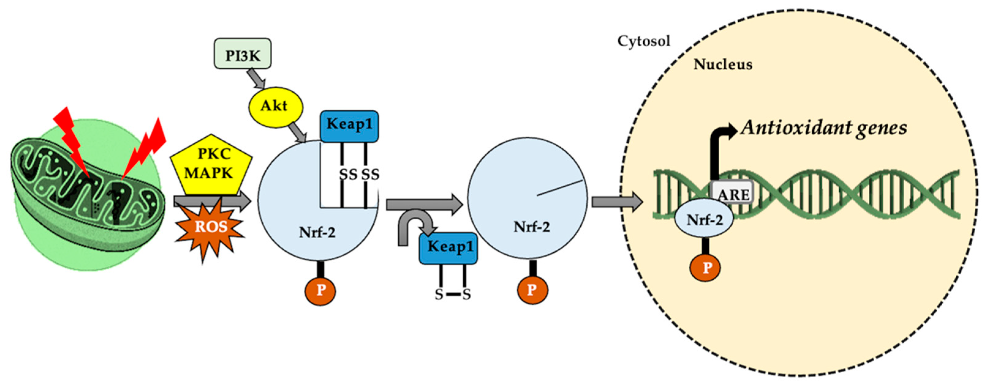 Antioxidants 11 00572 g004 Antioxidants 11 00572 g004