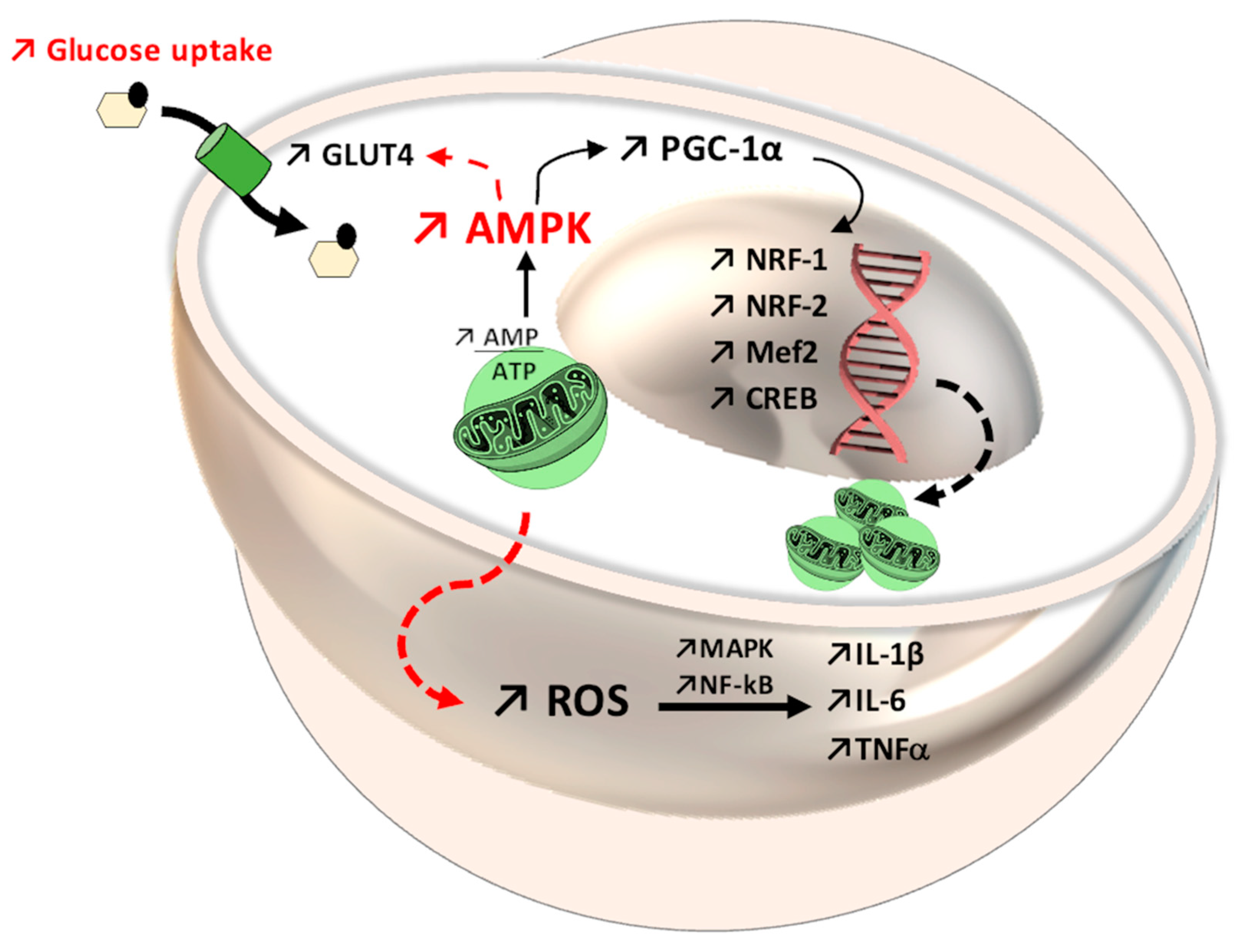 Antioxidants 11 00572 g005 Antioxidants 11 00572 g005