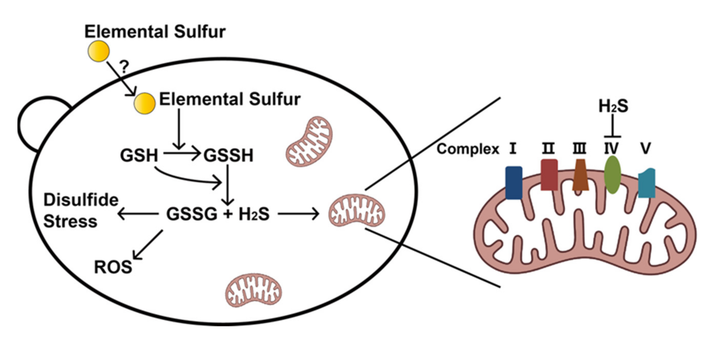 Antioxidants 11 00576 g006 550