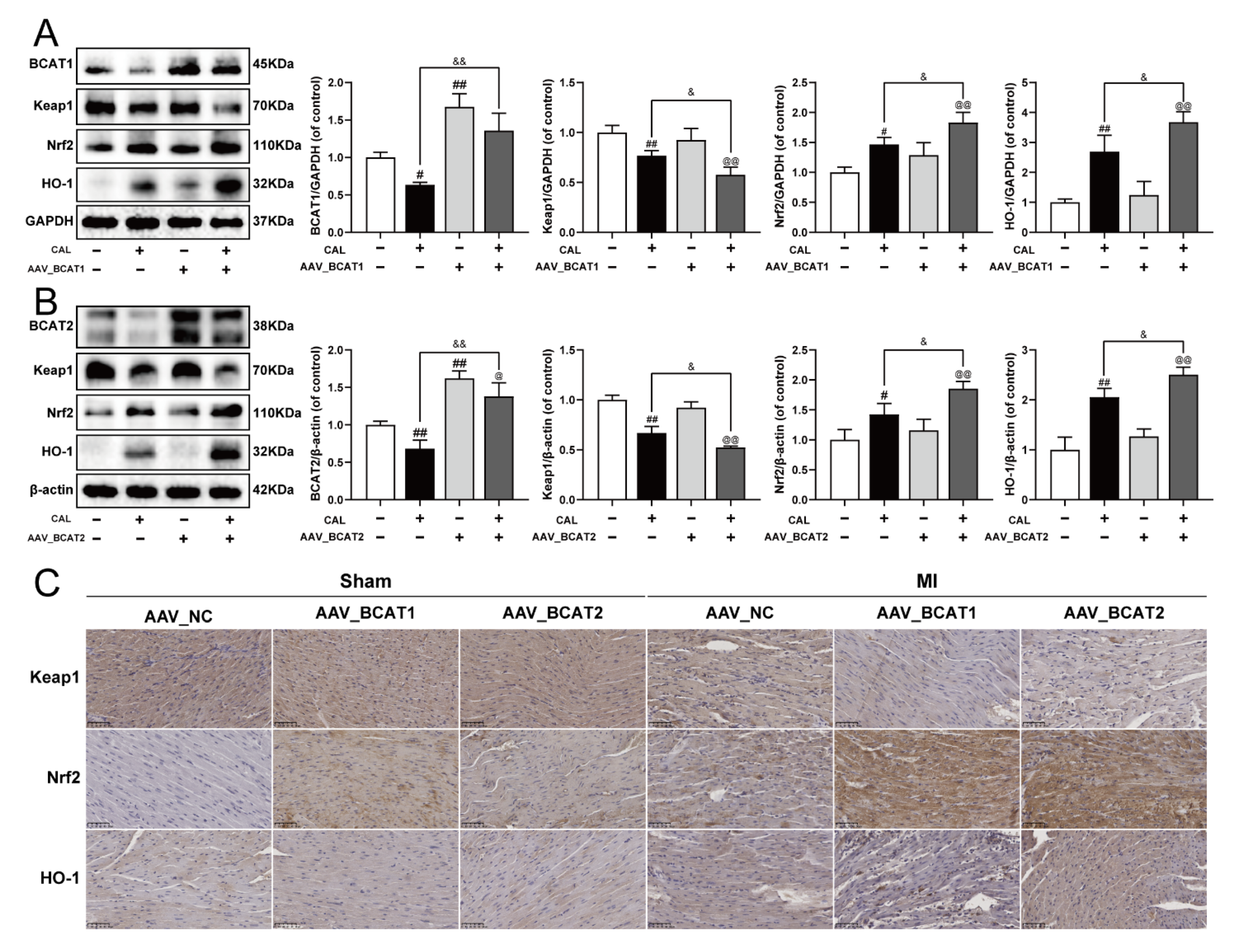 Antioxidants 11 00583 g006