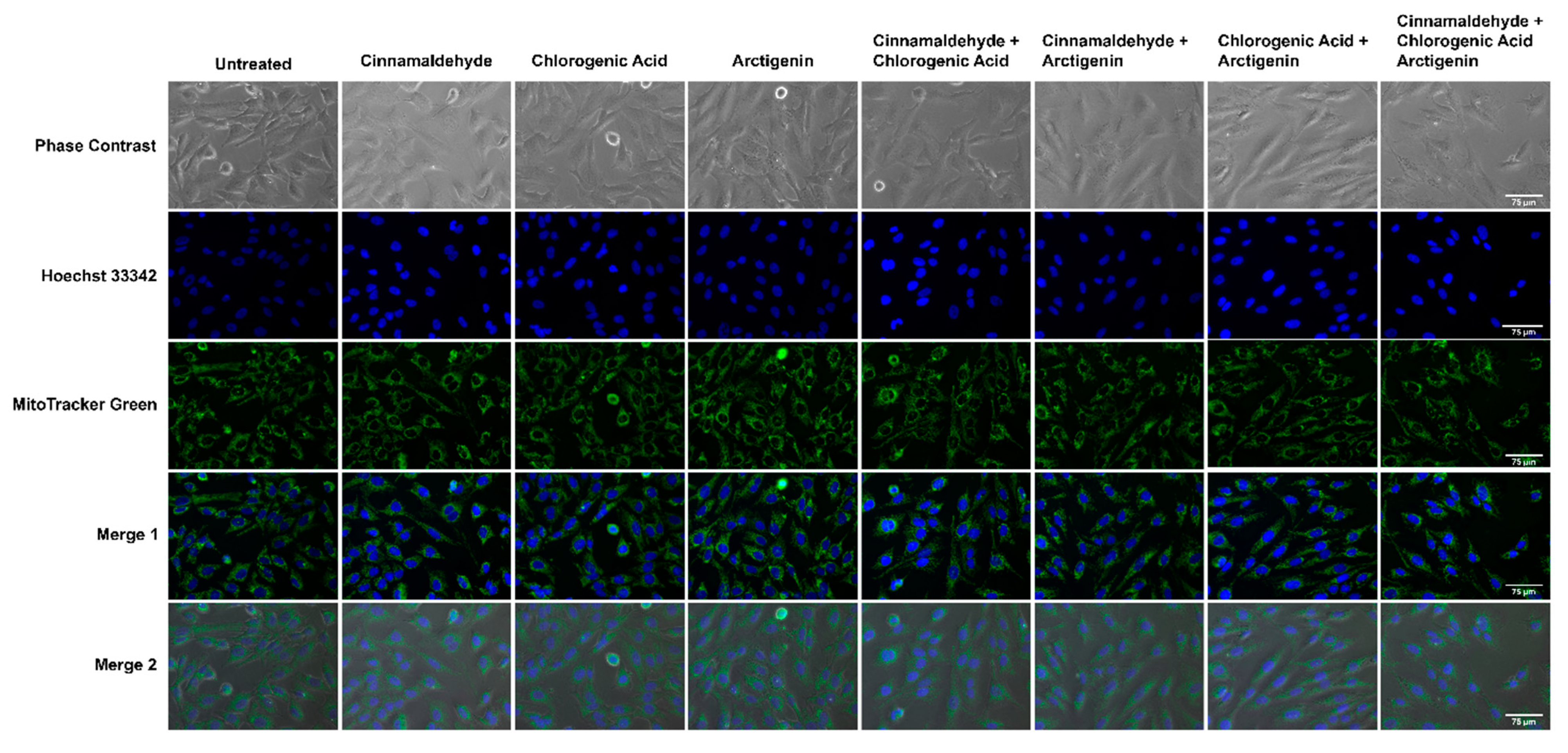 Antioxidants 11 00591 g009 Antioxidants 11 00591 g009
