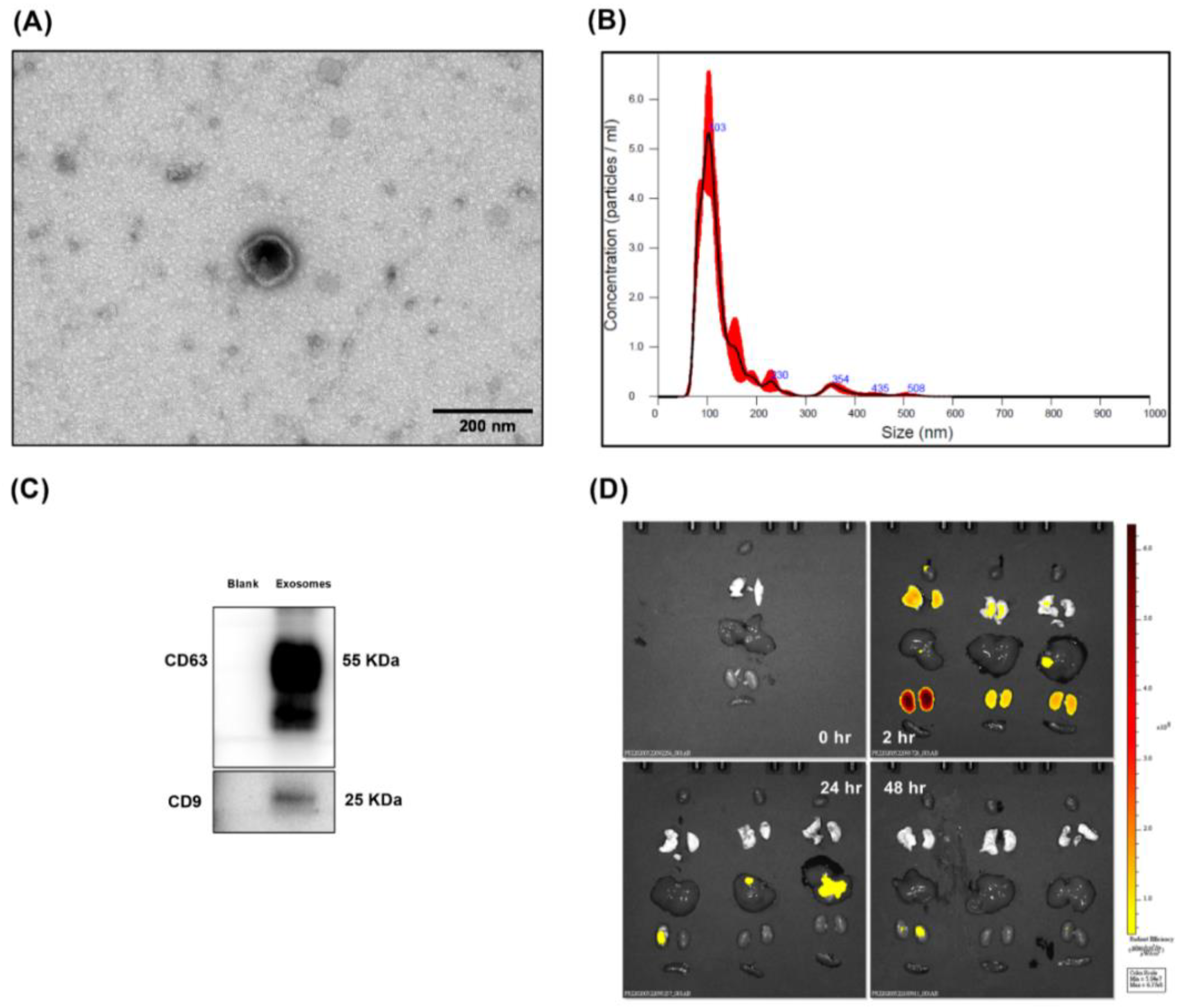 Antioxidants 11 00615 g001 Antioxidants 11 00615 g001