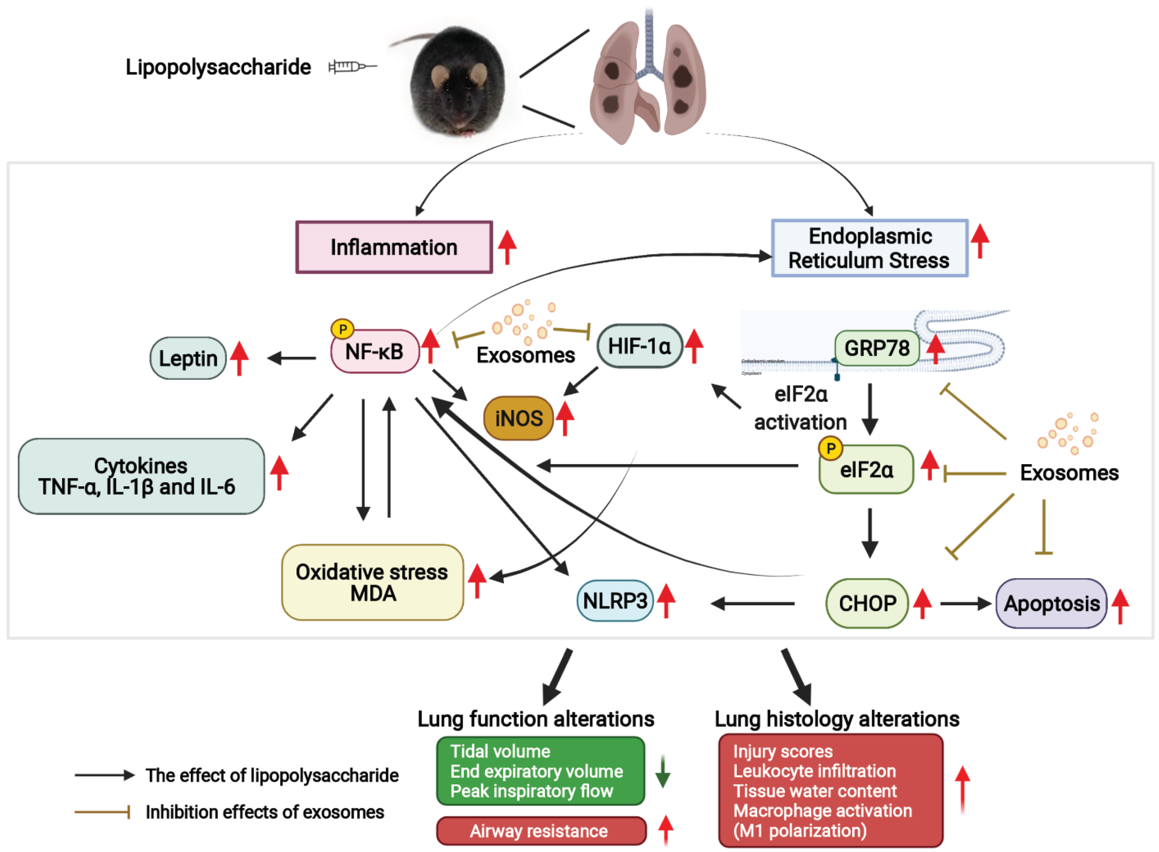 Antioxidants 11 00615 g007 Antioxidants 11 00615 g007