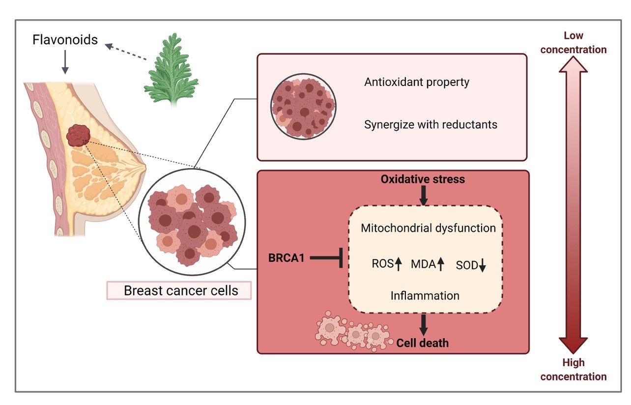 Antioxidants Free FullText The Biphasic Effect of Flavonoids on
