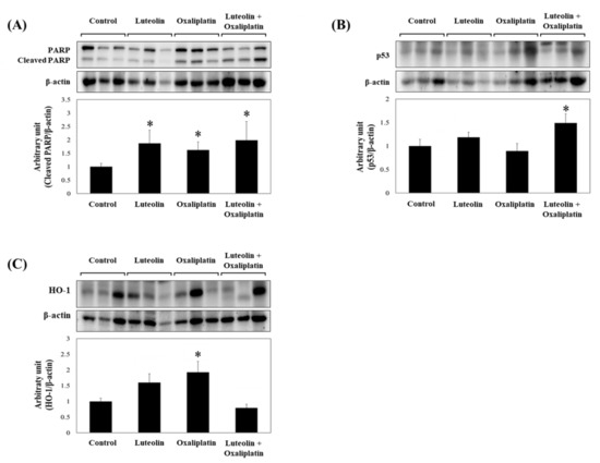 Luteolin Synergistically Enhances Antitumor Activity of