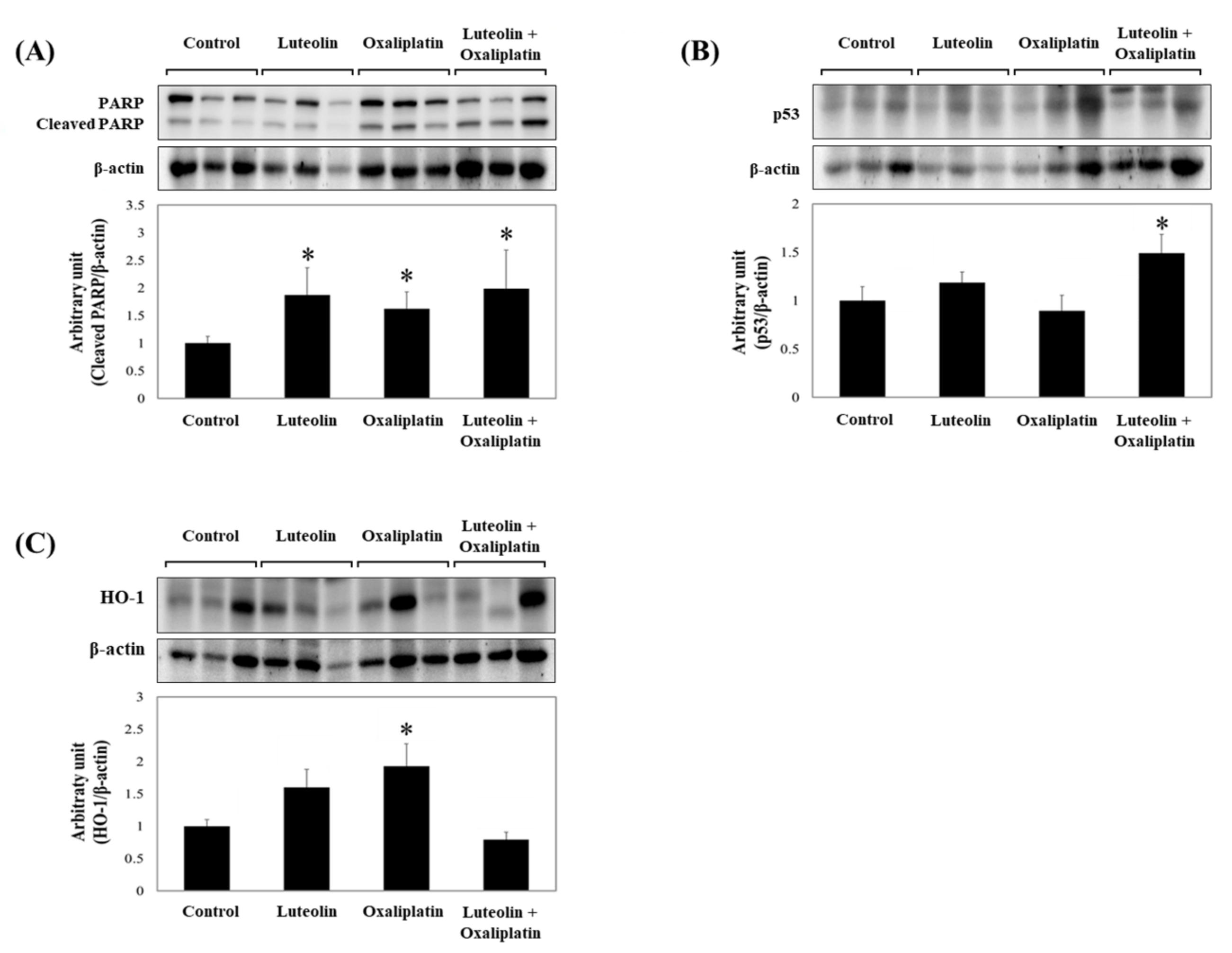 Antioxidants 11 00626 g003 Antioxidants 11 00626 g003
